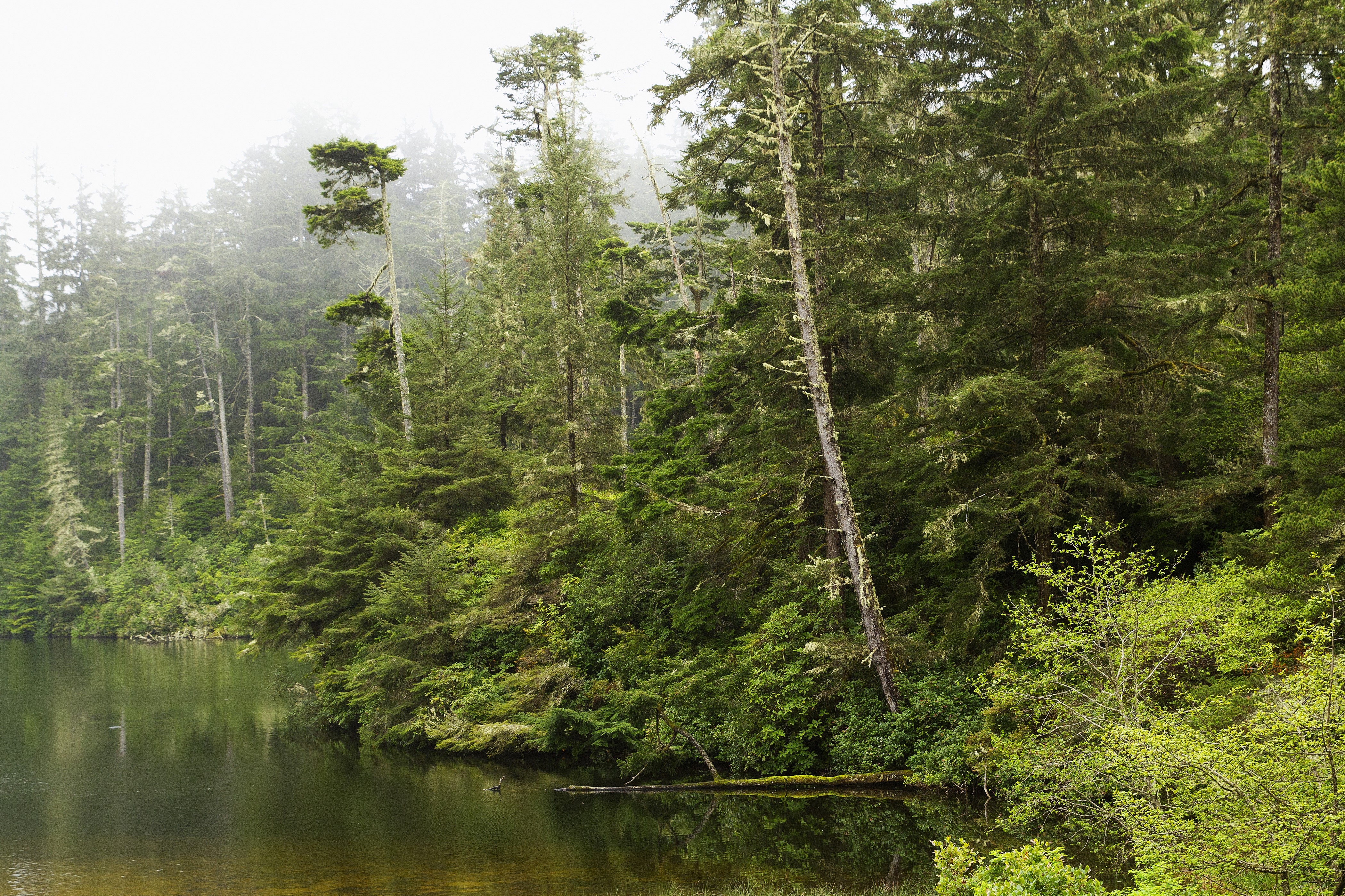 Forests and river in Oregon, USA HD Wallpaper