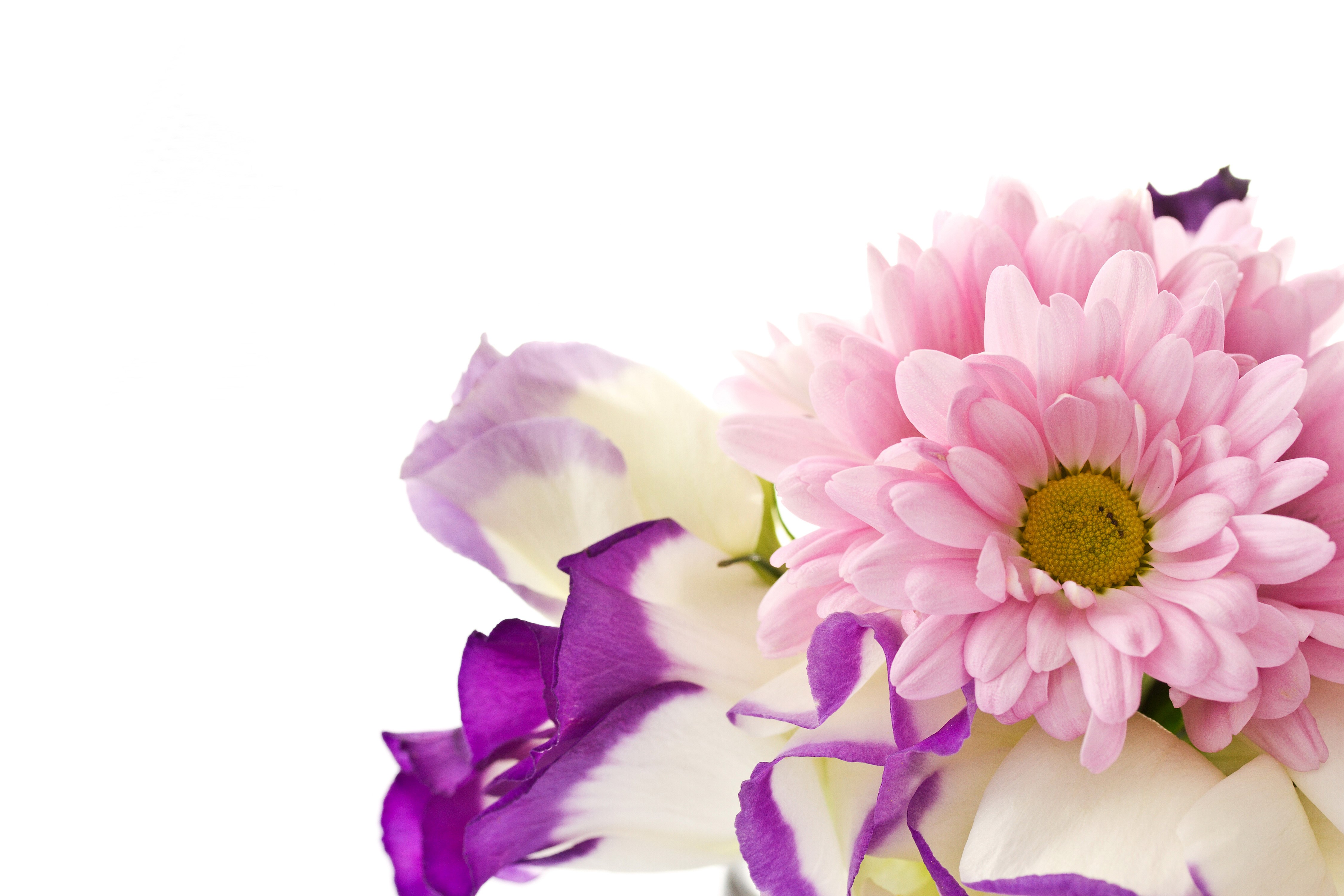 Pink Chrysanthemums and Purple Eustoma Flowers HD Wallpaper