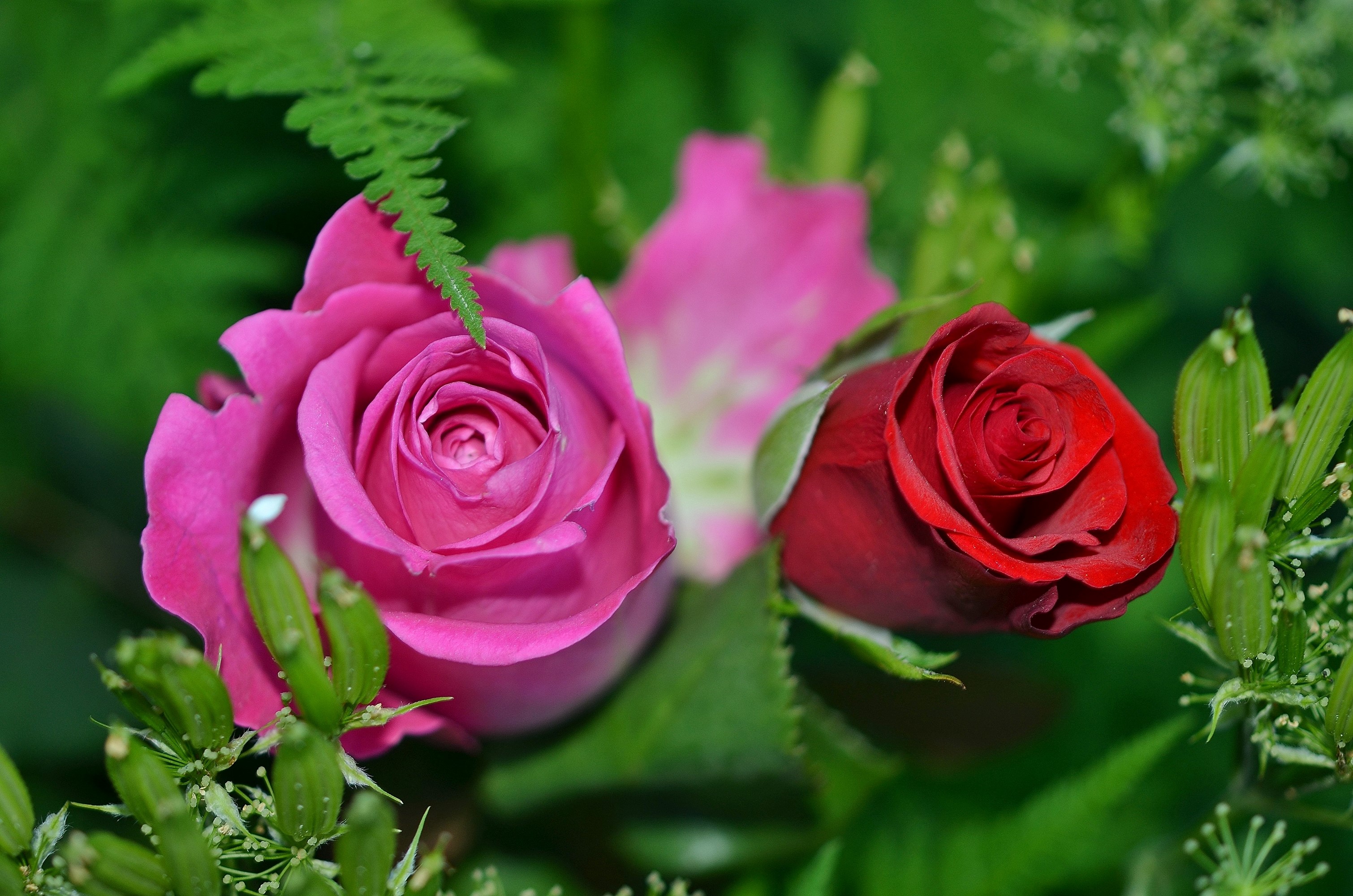 Pink and Red Roses with Greenery HD Wallpaper