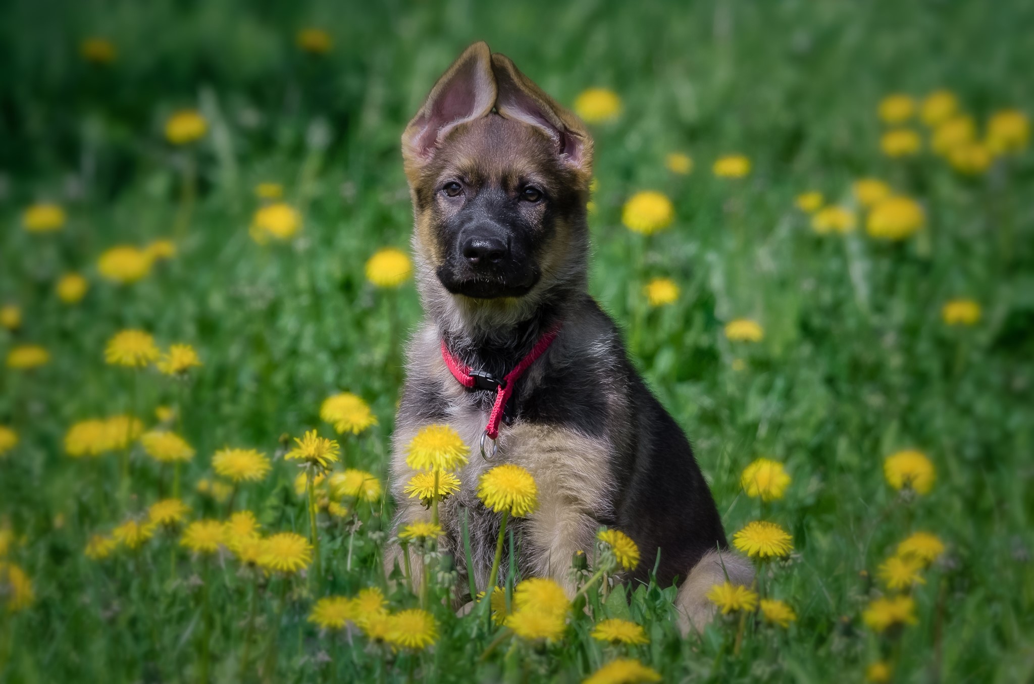 German Shepherd puppy sitting in a field of dandelions HD Wallpaper