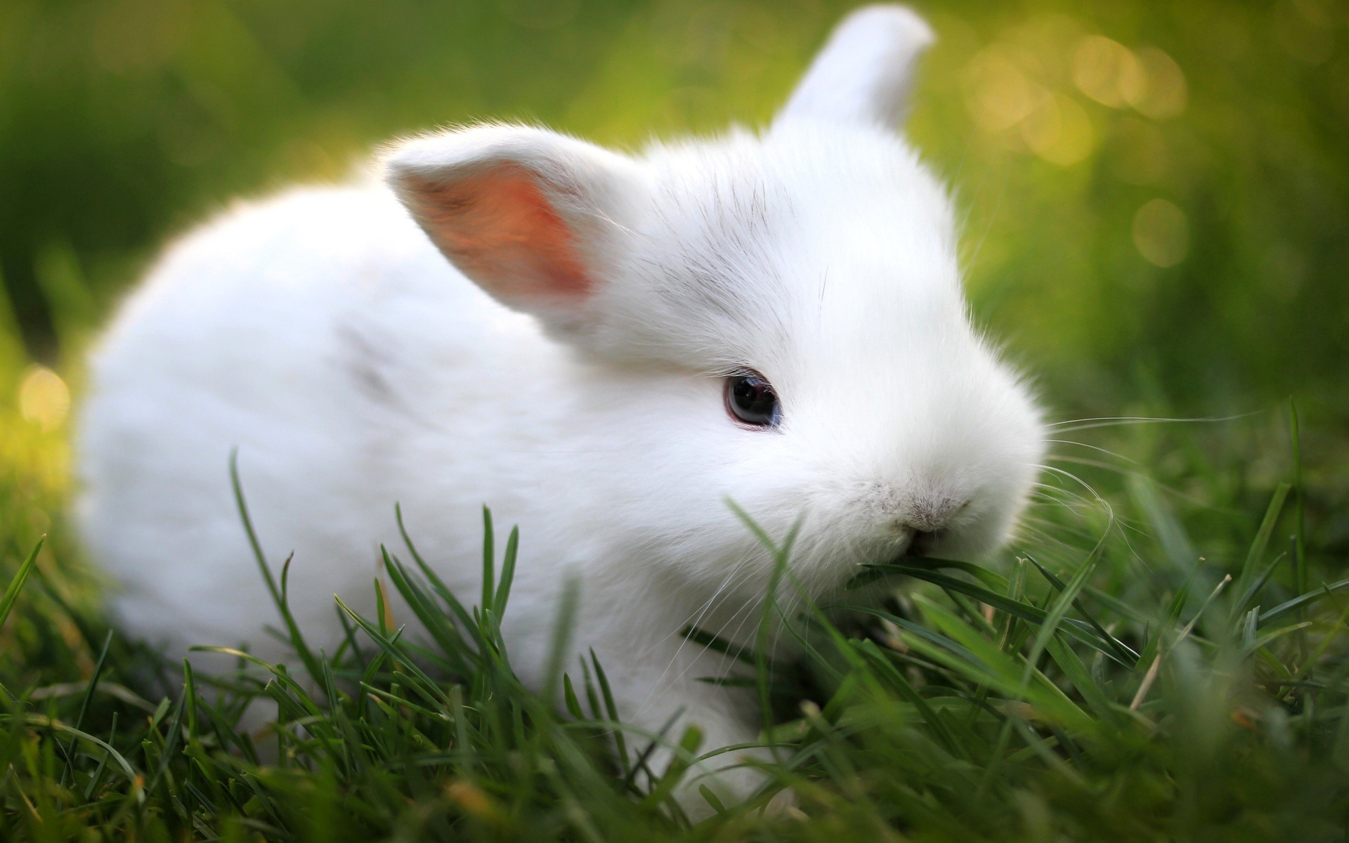 White rabbit eating grass HD Wallpaper