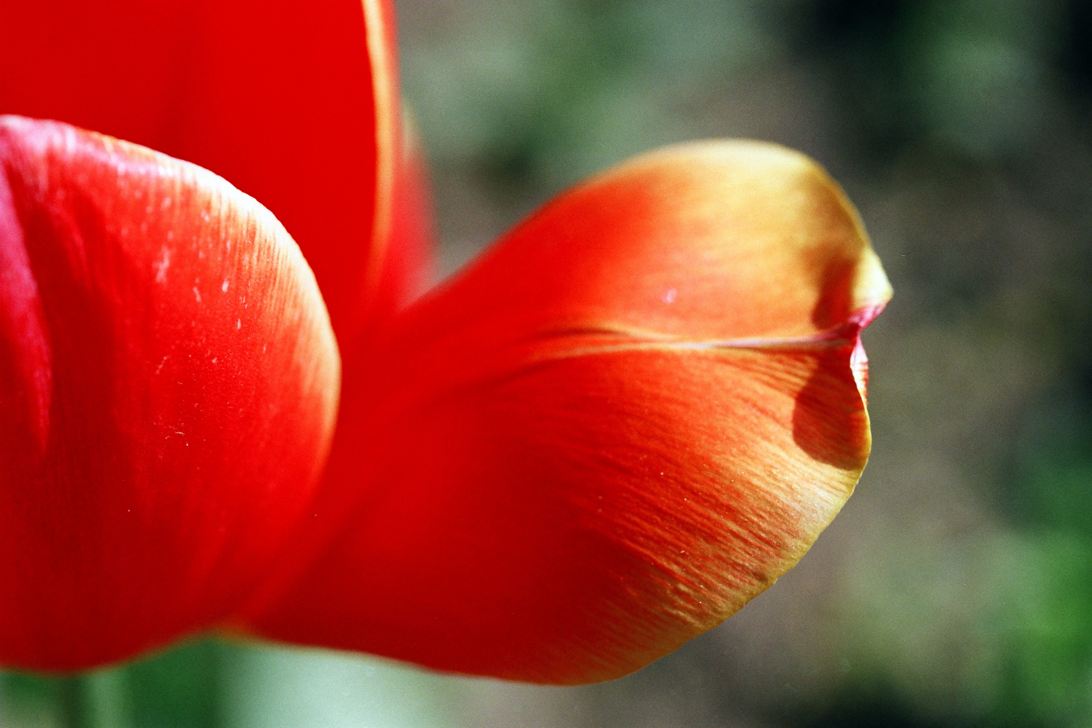 Close-up of red tulip petals HD Wallpaper