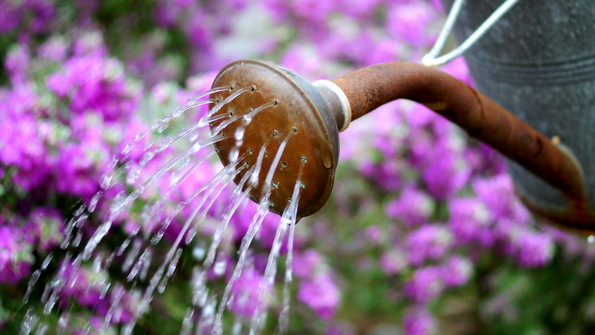 Watering flowers with a rusty watering can HD Wallpaper