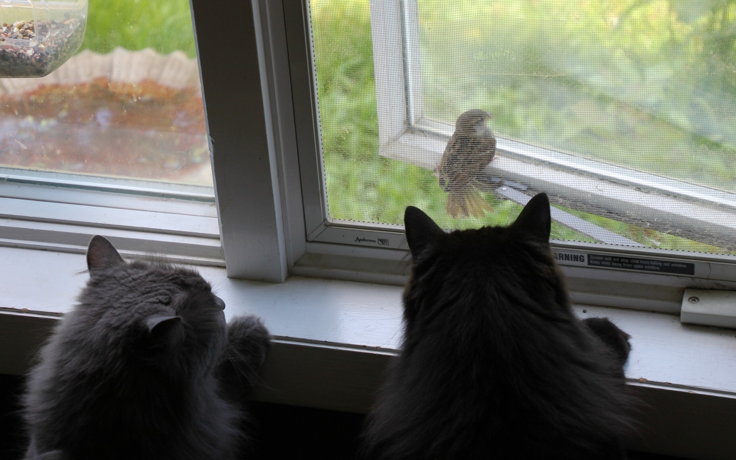Two cats watch a bird through a window HD Wallpaper
