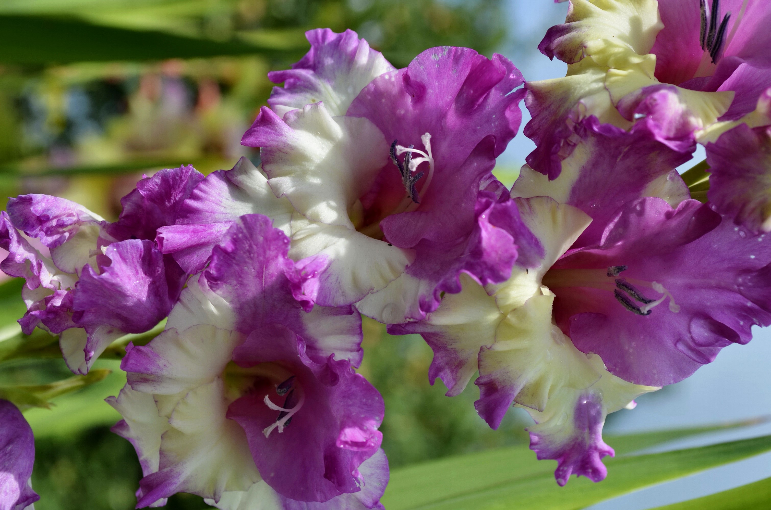 Close-up of purple and white Gladiolus flowers HD Wallpaper