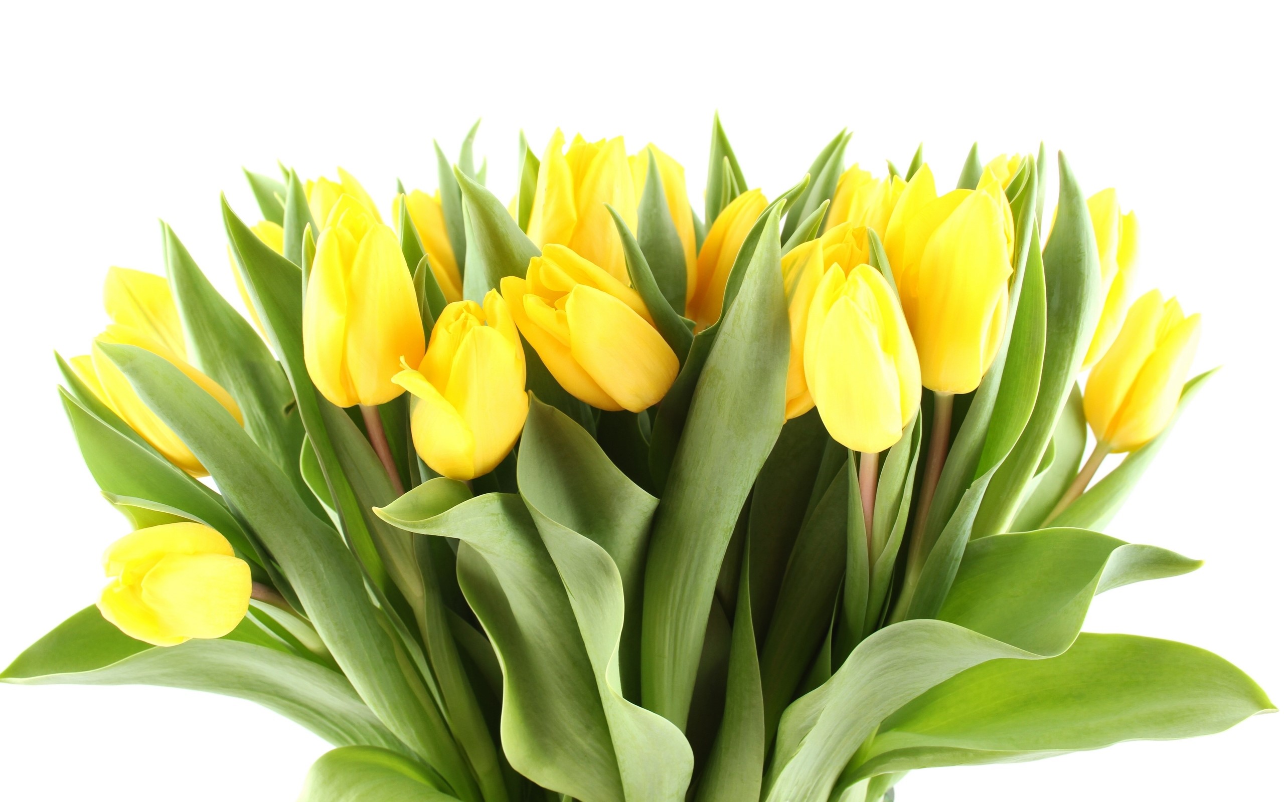 Bouquet of yellow tulips with green leaves HD Wallpaper