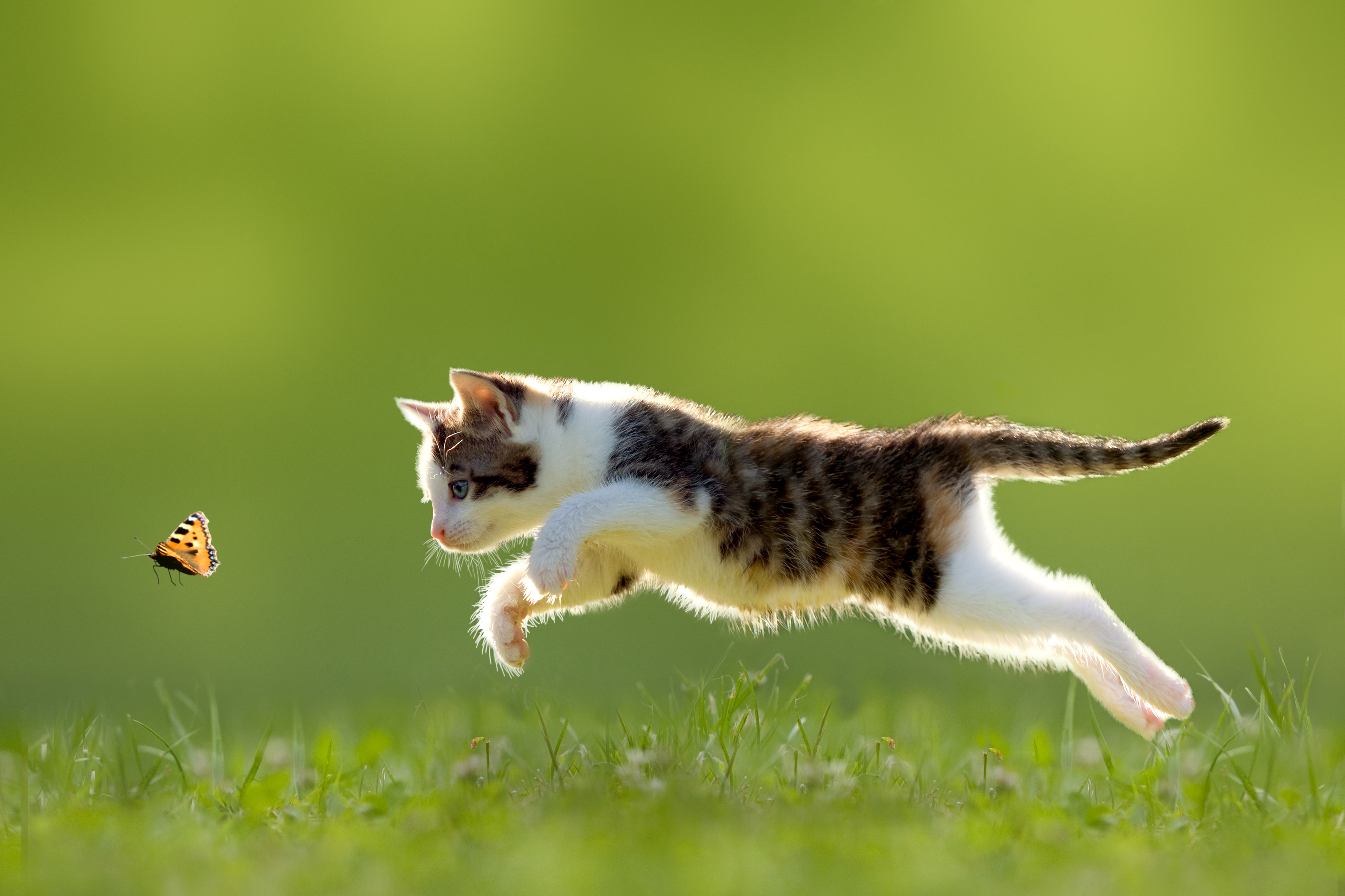 Kitten jumping towards a butterfly in grass HD Wallpaper