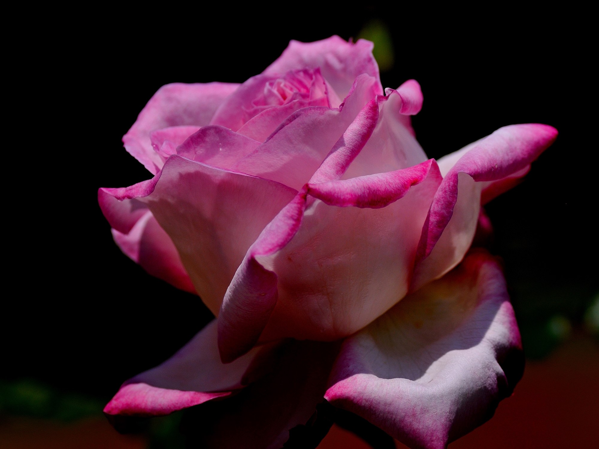Pink rose with dark background HD Wallpaper