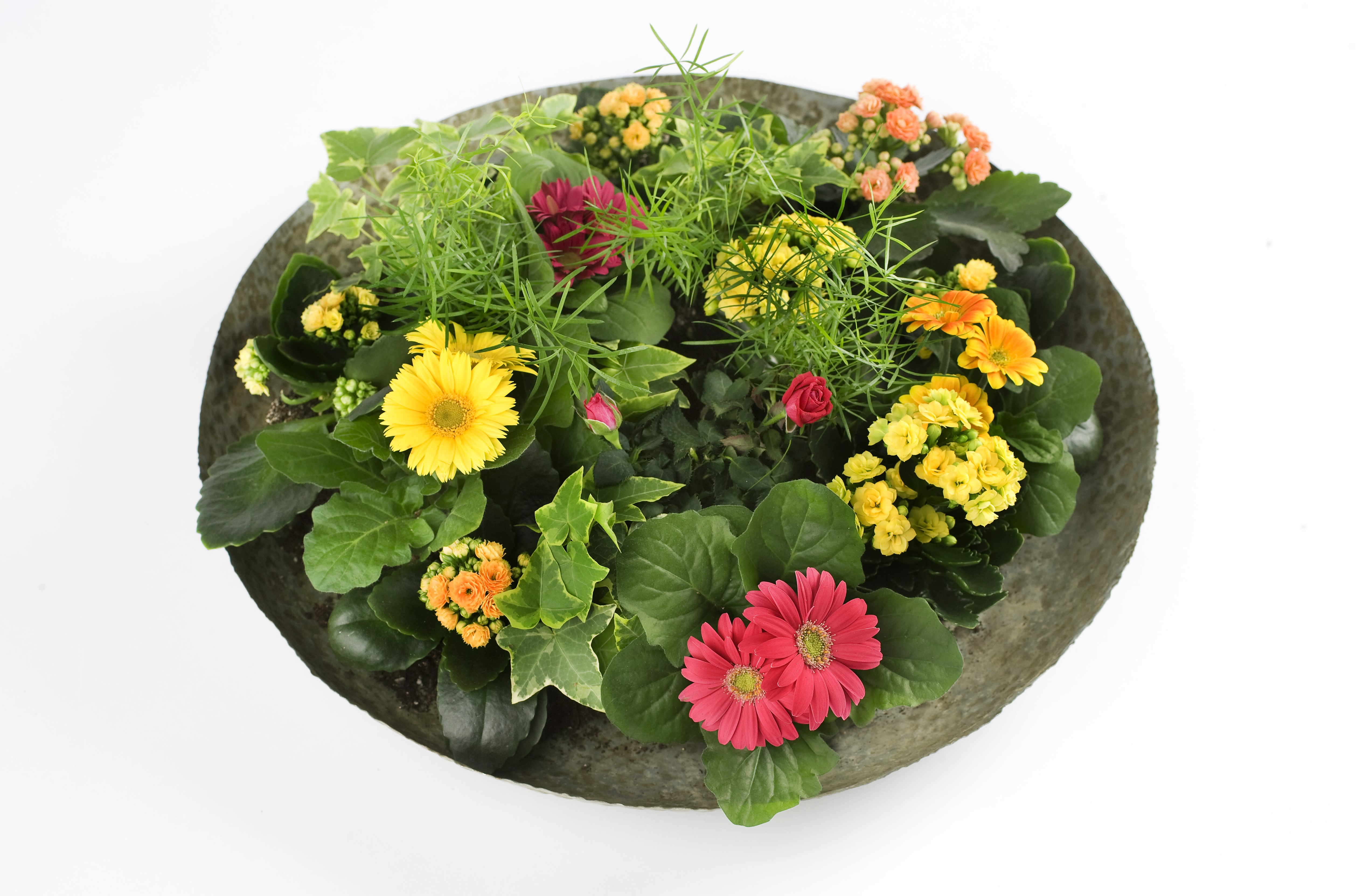 Gerberas and Kalanchoe in a planter HD Wallpaper
