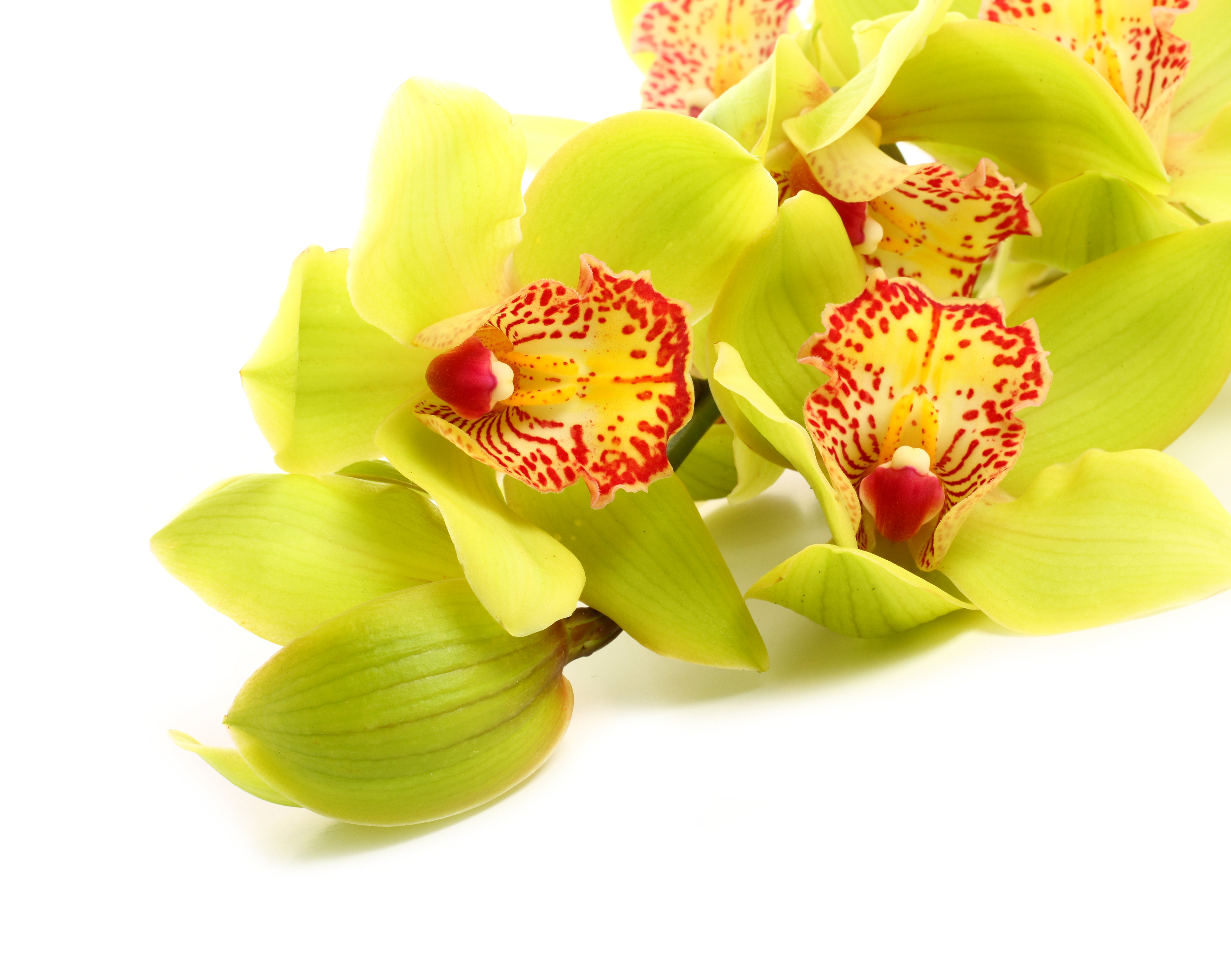 Yellow Orchids Closeup HD Wallpaper