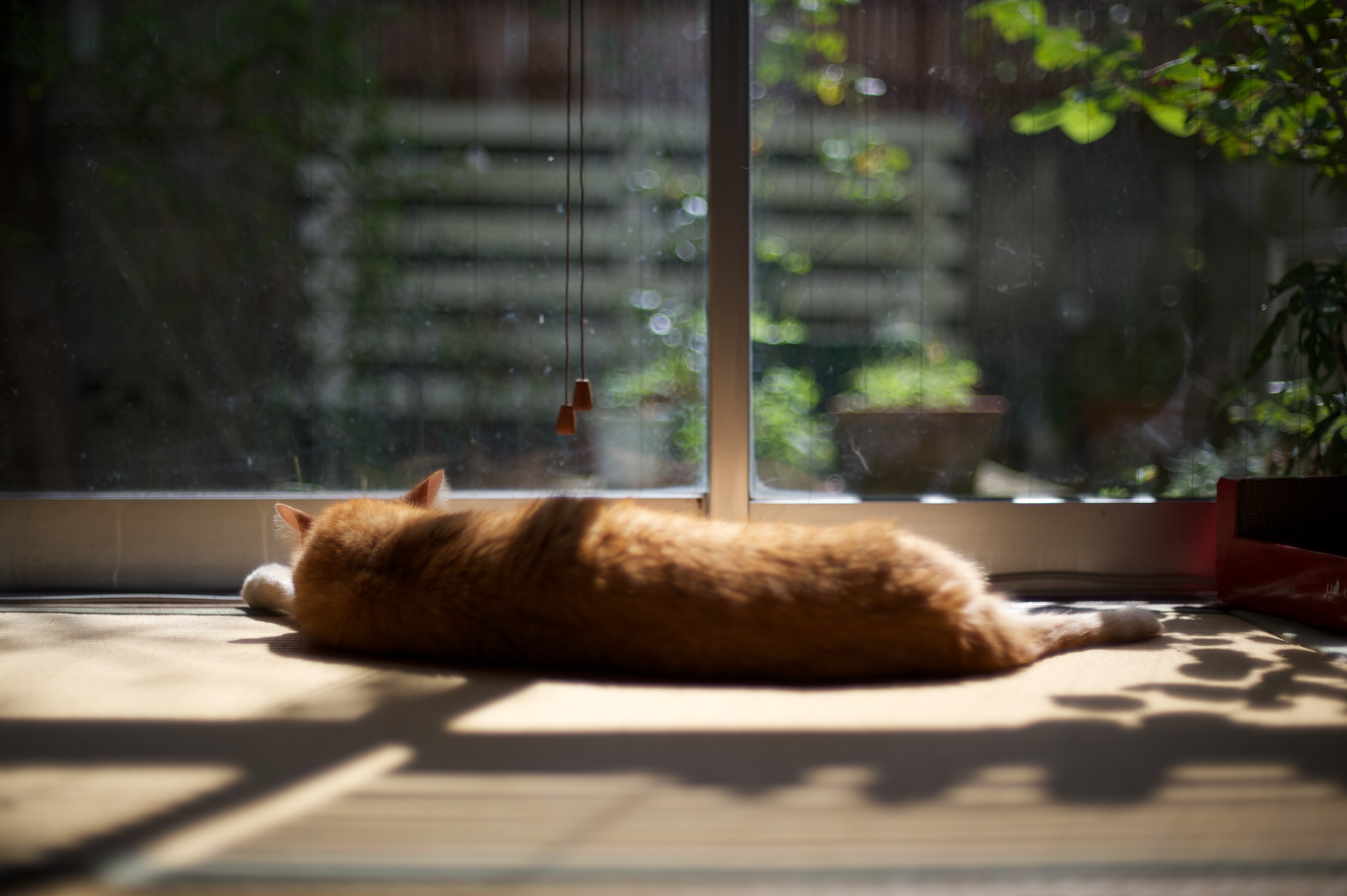 Ginger cat sleeping by the window HD Wallpaper