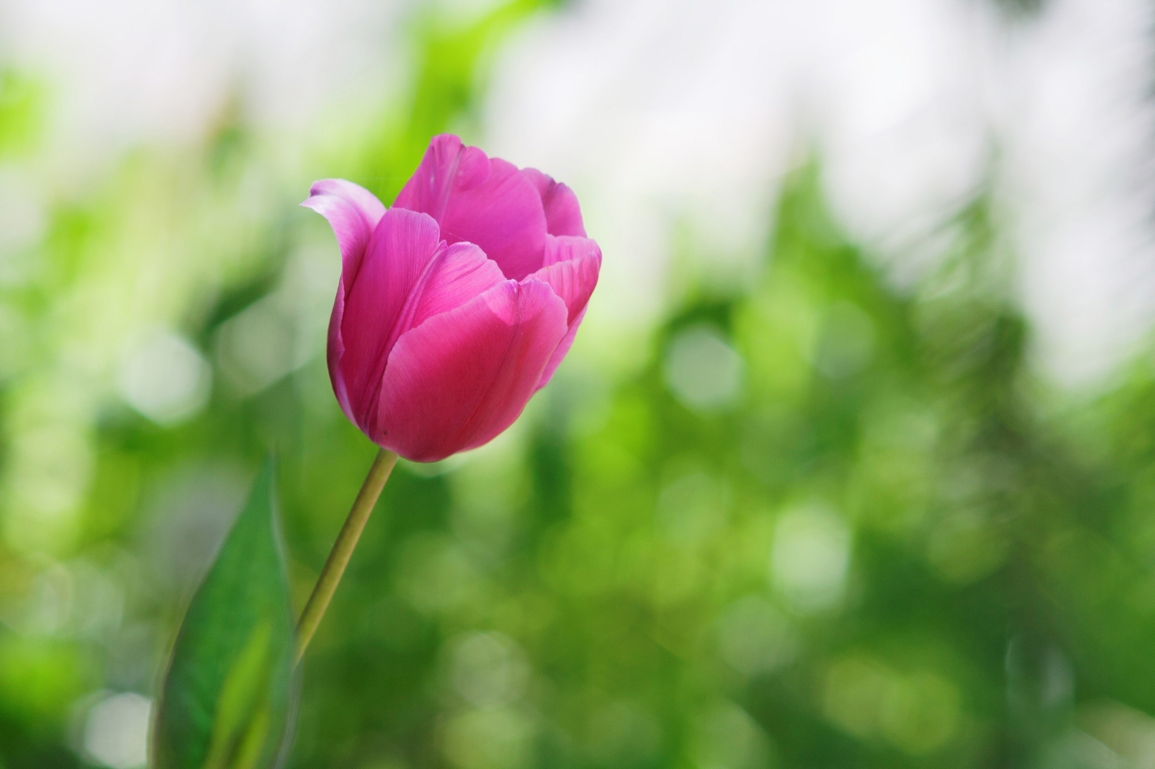 Pink tulip flower in soft focus green background HD Wallpaper