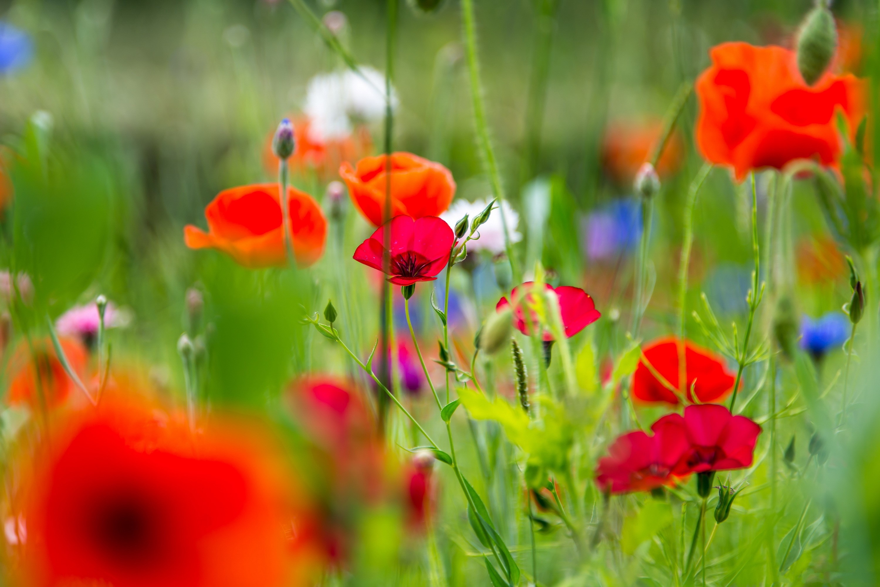 Field of colorful poppies and wildflowers HD Wallpaper