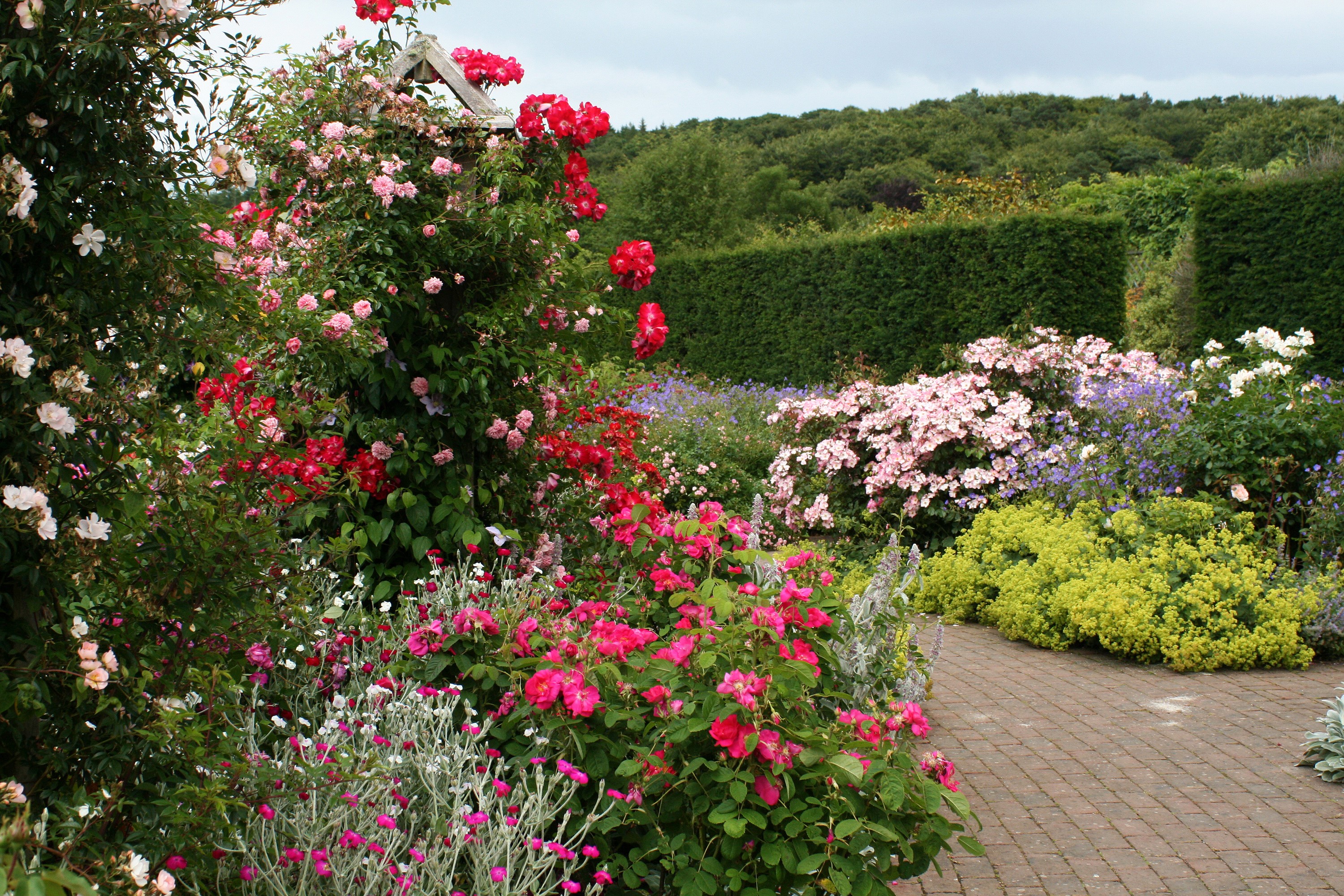 Rosemoor Rose Garden in England with blooming roses and shrubs HD Wallpaper