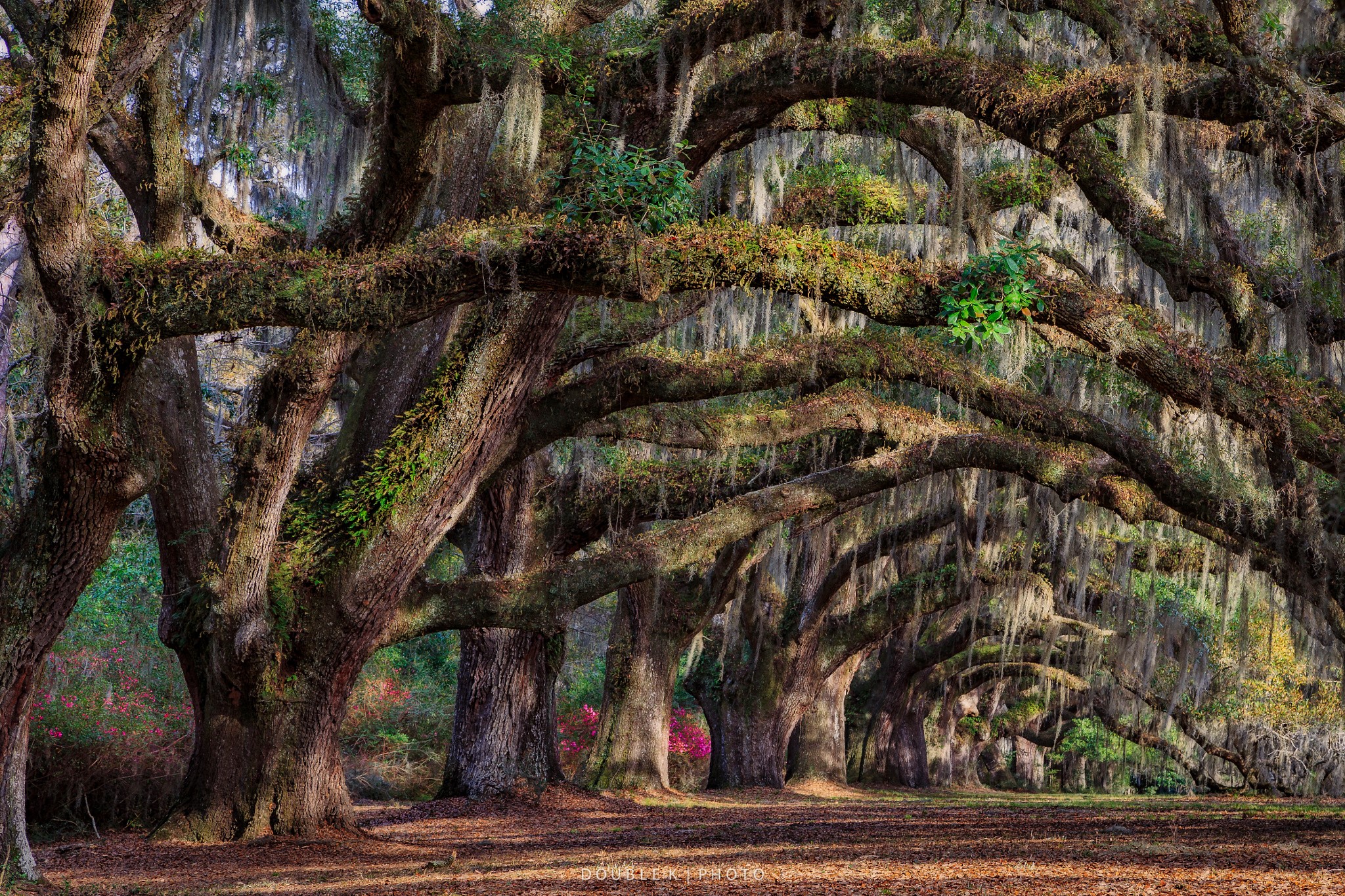 Live Oak Trees with Spanish Moss in South Carolina HD Wallpaper
