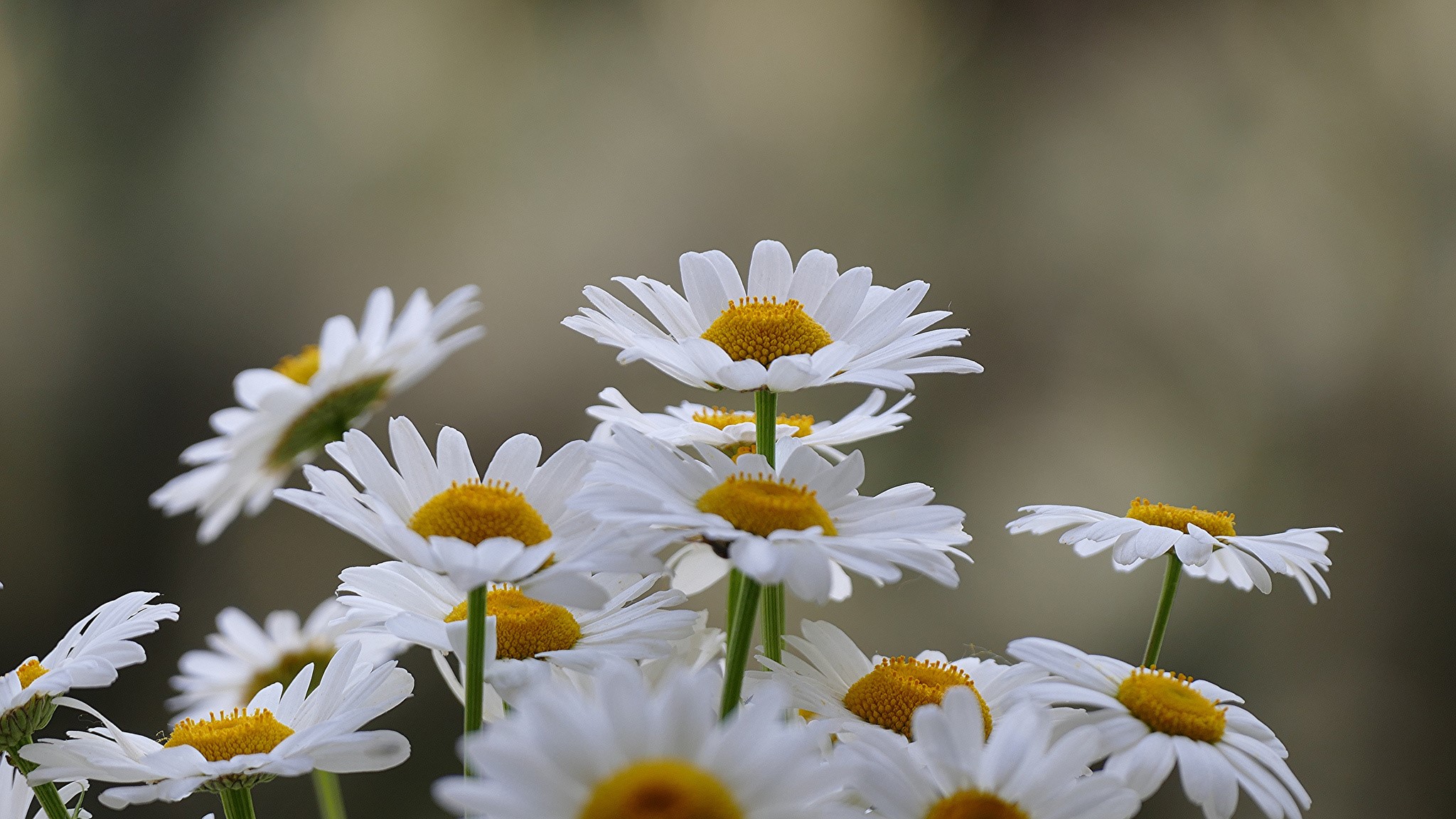 Close-up of white daisies with yellow centers HD Wallpaper