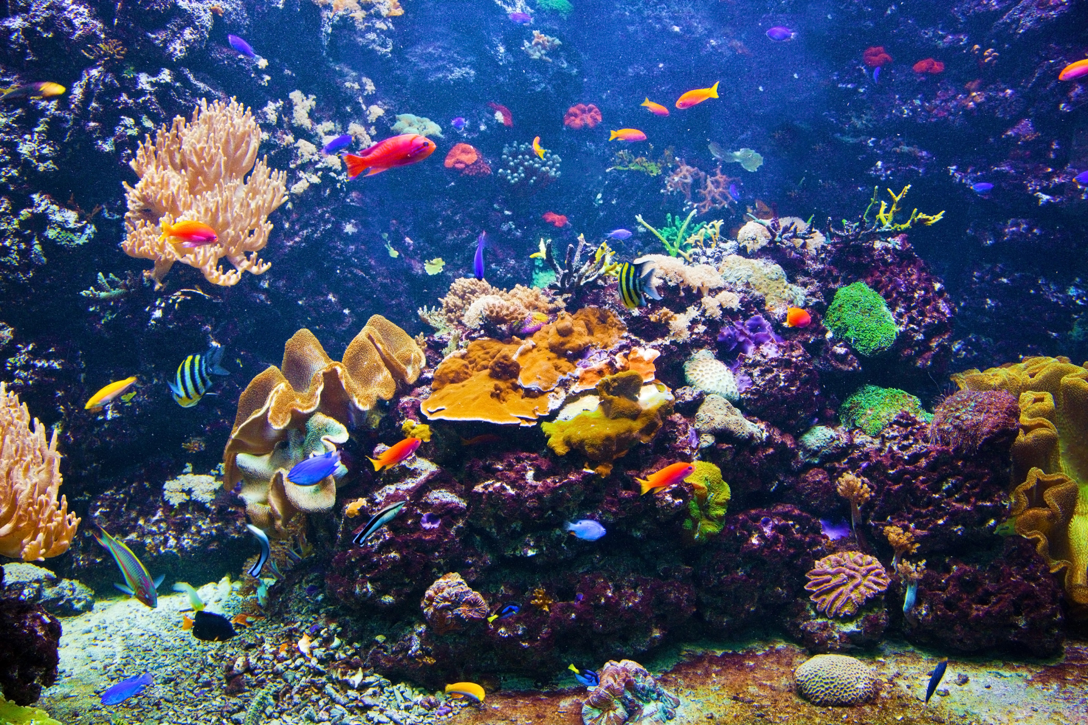 4K Underwater World with Corals and Fish HD Wallpaper