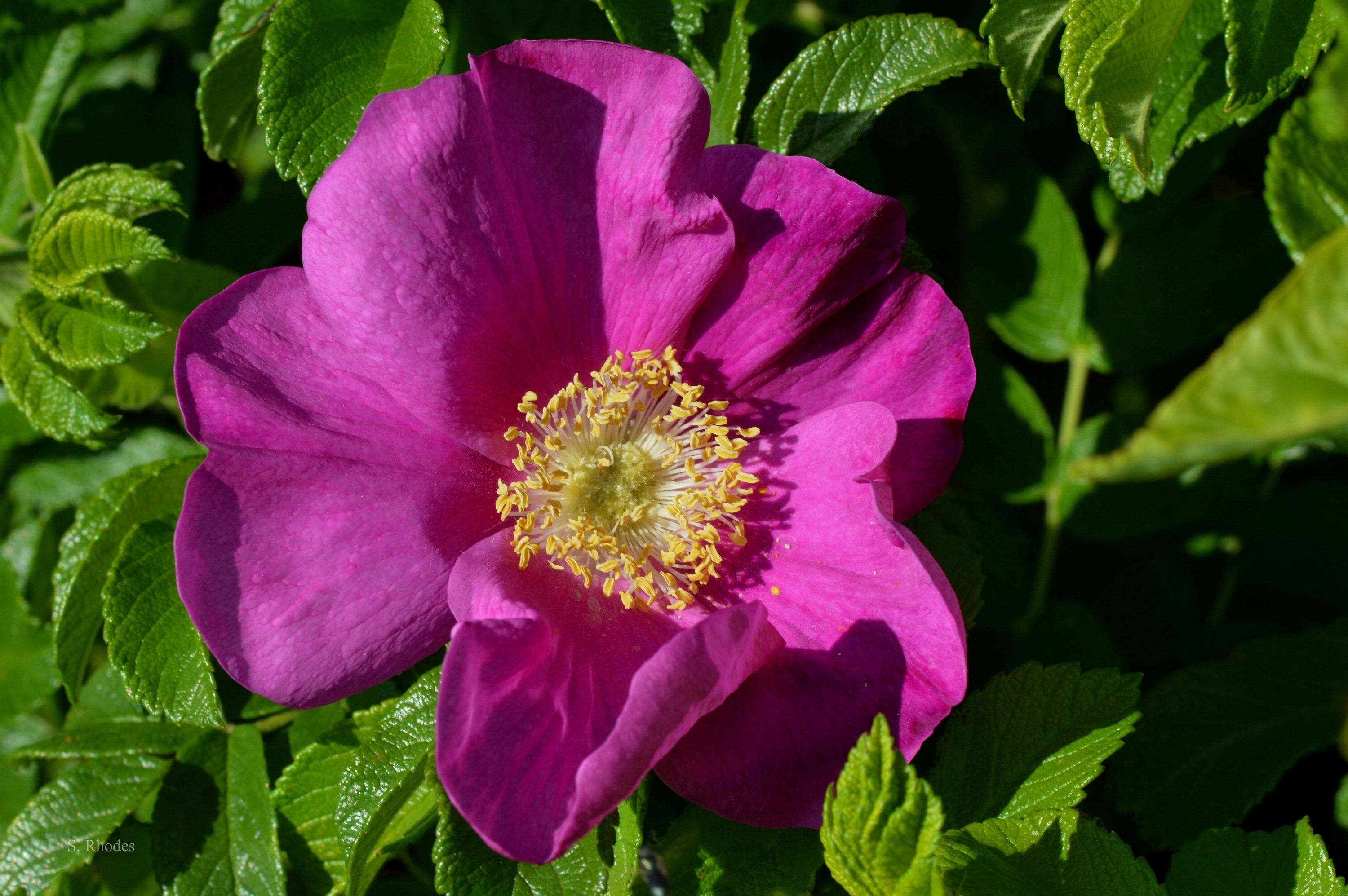 Close-up of a pink rose with yellow stamens HD Wallpaper
