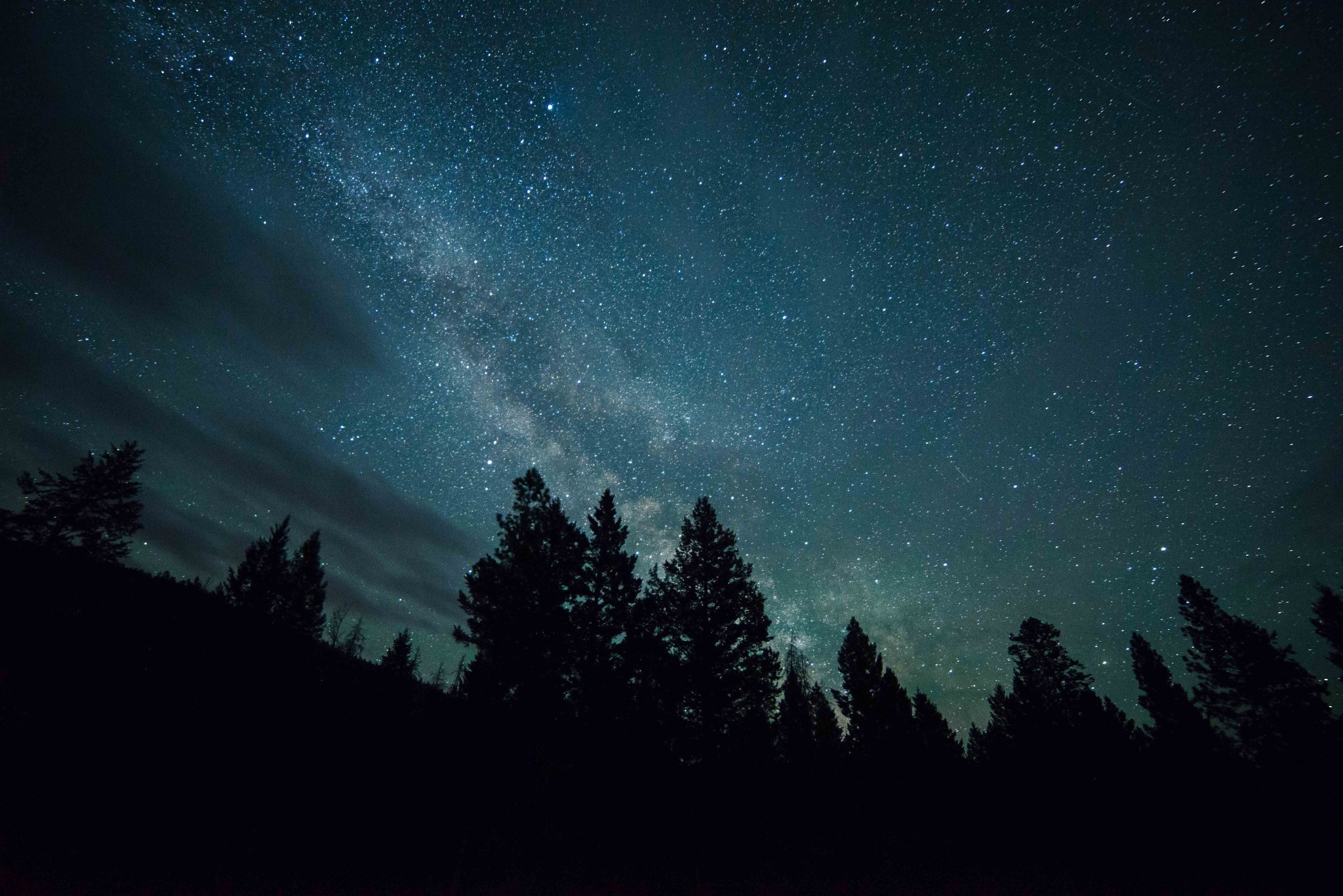 Milky Way over silhouetted pine trees at night HD Wallpaper