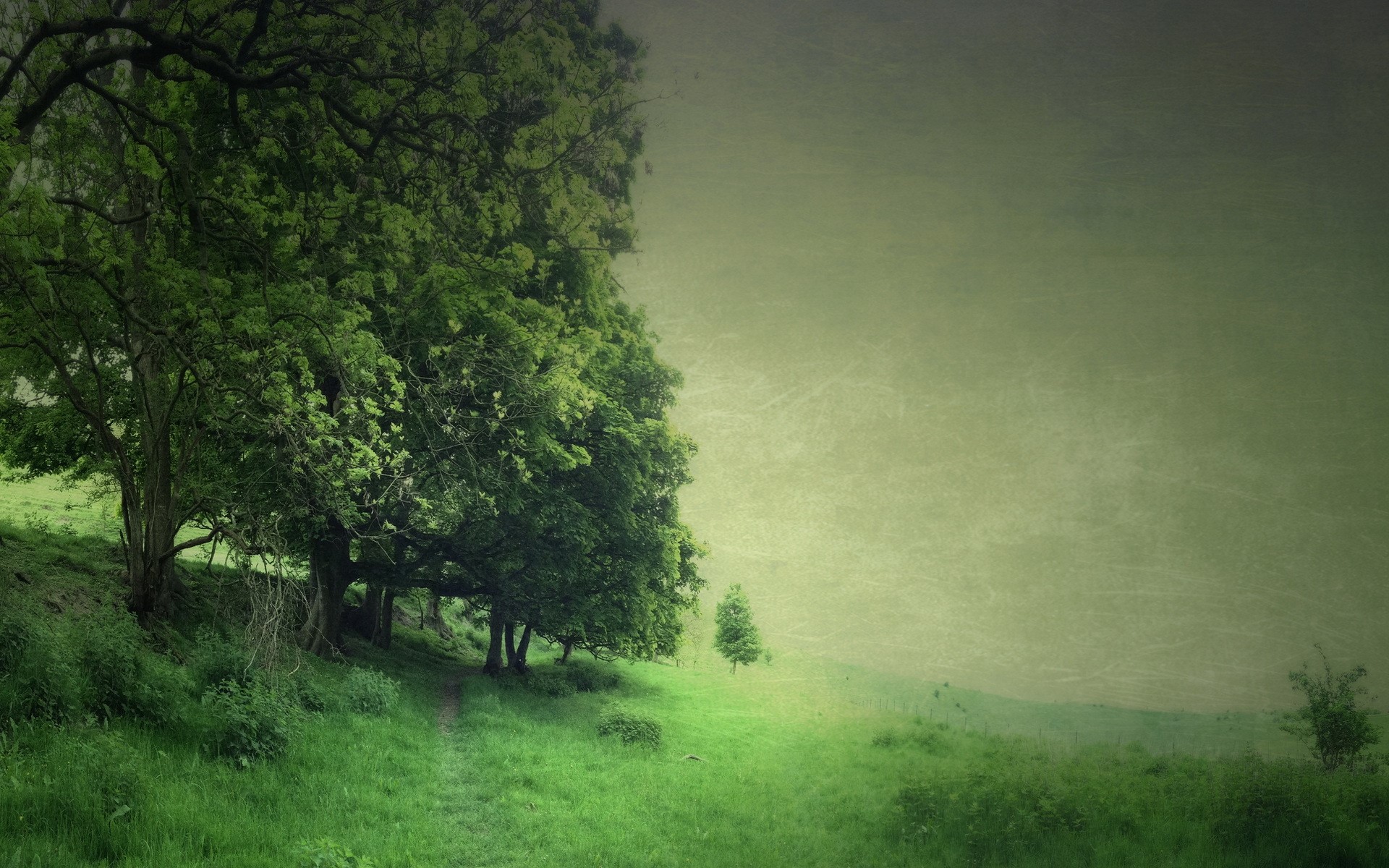 Green trees and grass on a hill HD Wallpaper