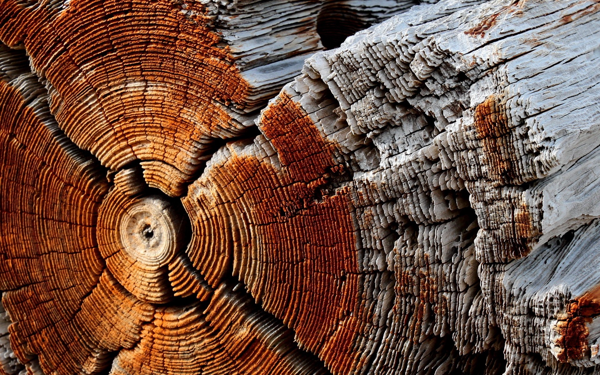 Close-up of weathered wood grain and tree rings HD Wallpaper