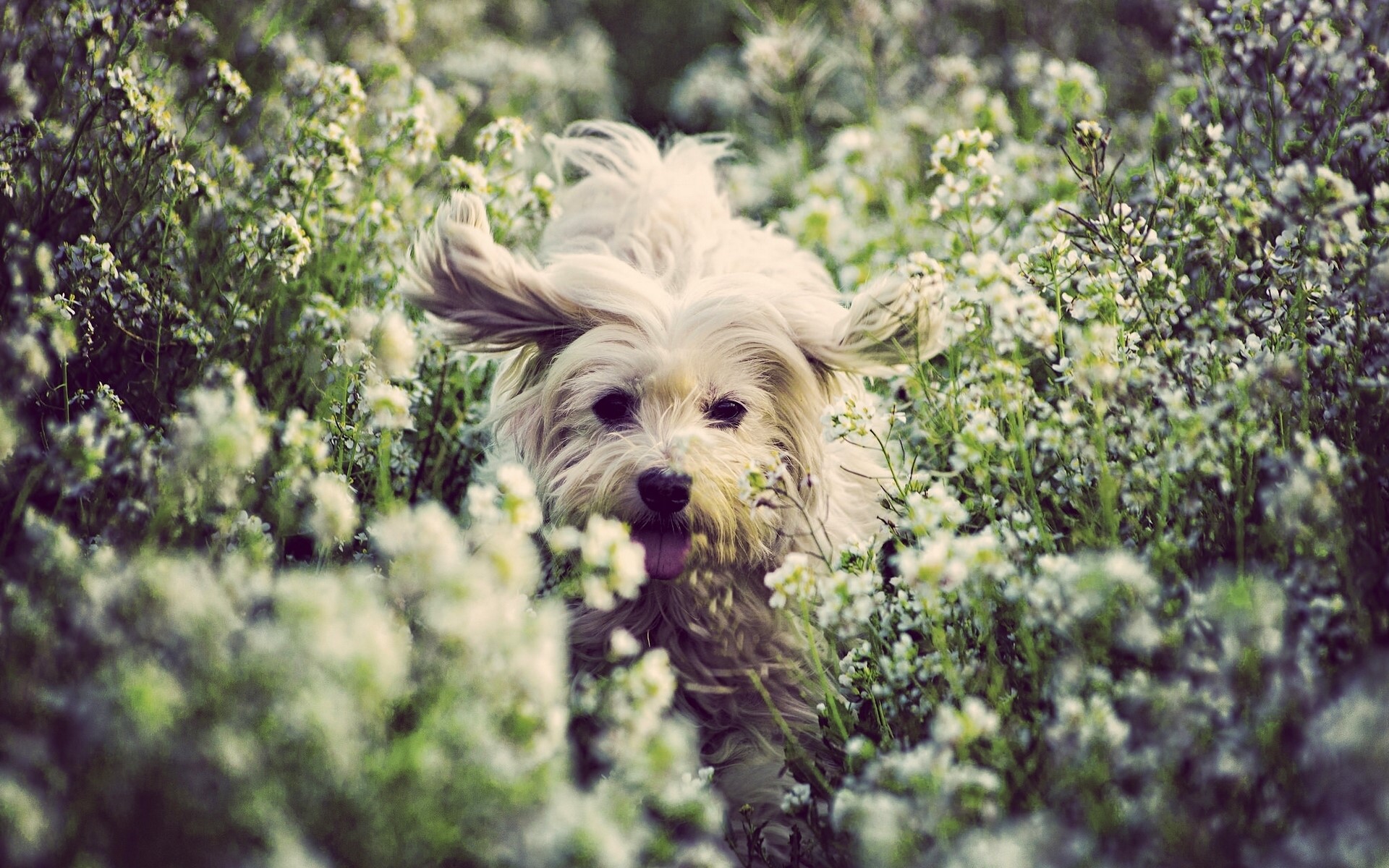 A fluffy white dog runs through a field of white flowers HD Wallpaper