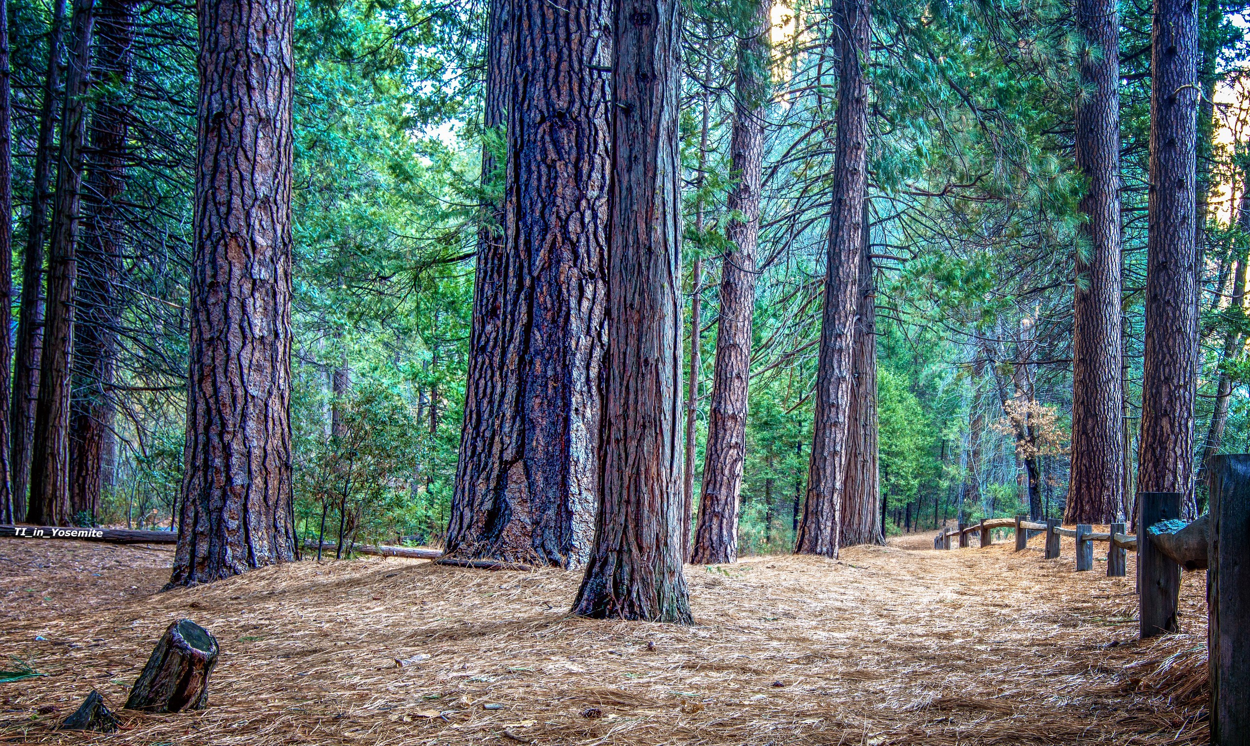 Forest with tall pine trees and a wooden fence HD Wallpaper