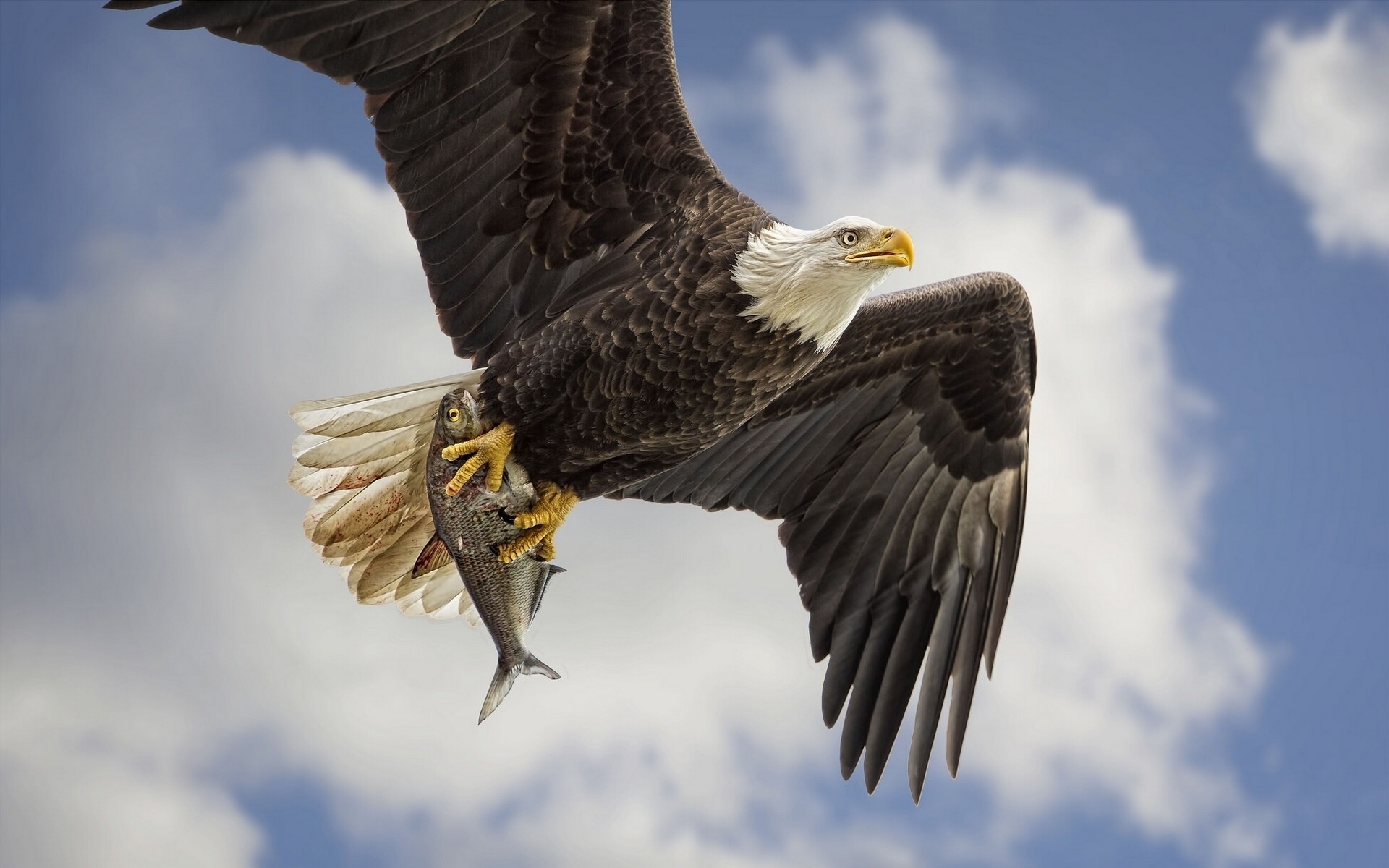 Bald eagle flying with a fish in its talons HD Wallpaper