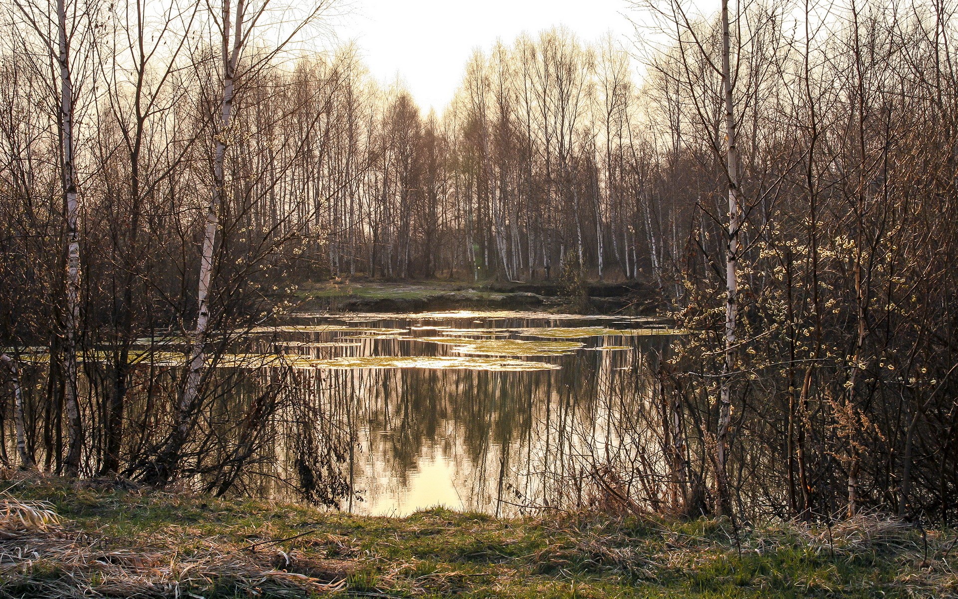 Lake and birch trees in autumn HD Wallpaper
