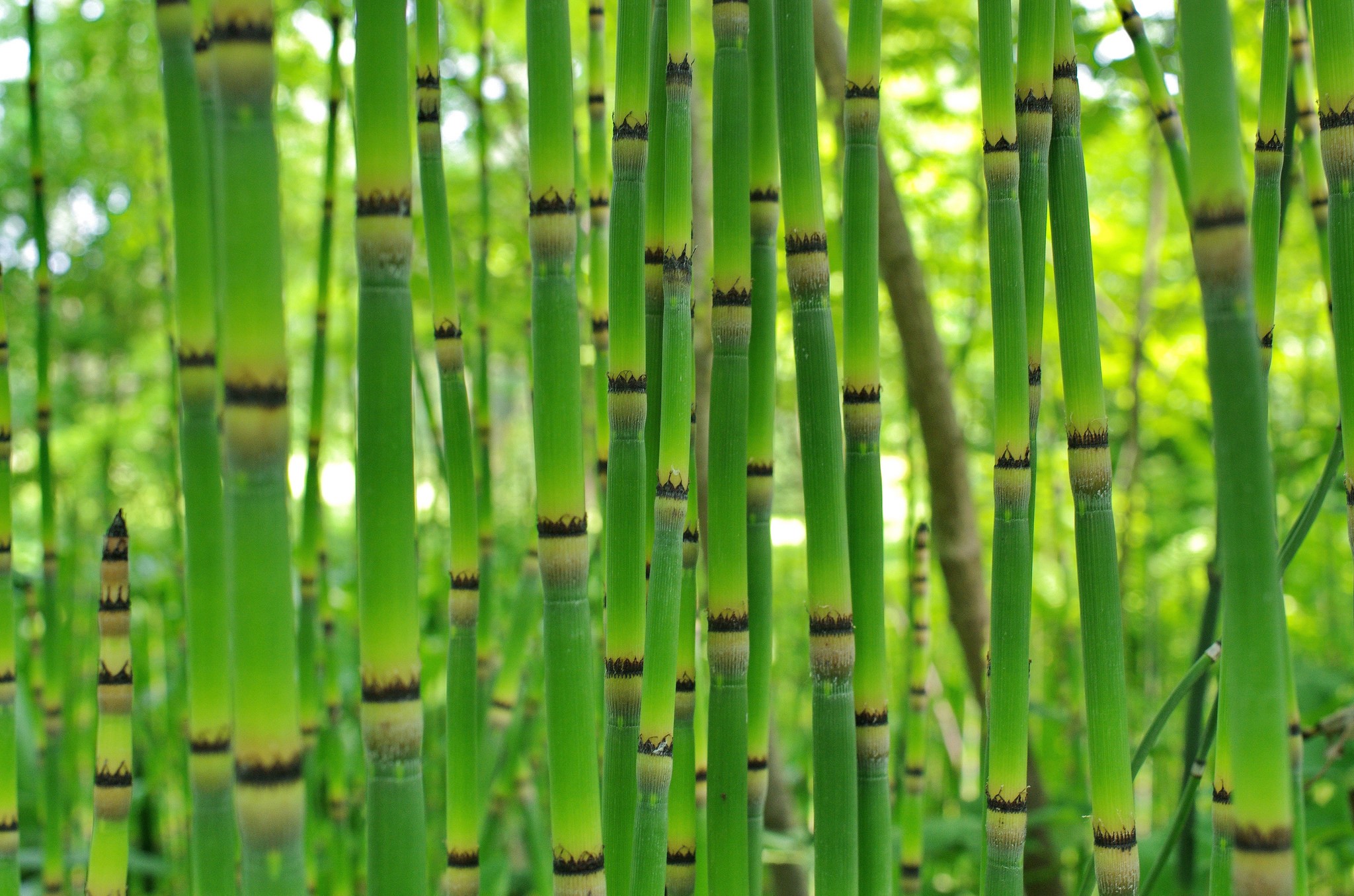 Green horsetail plants with black rings HD Wallpaper