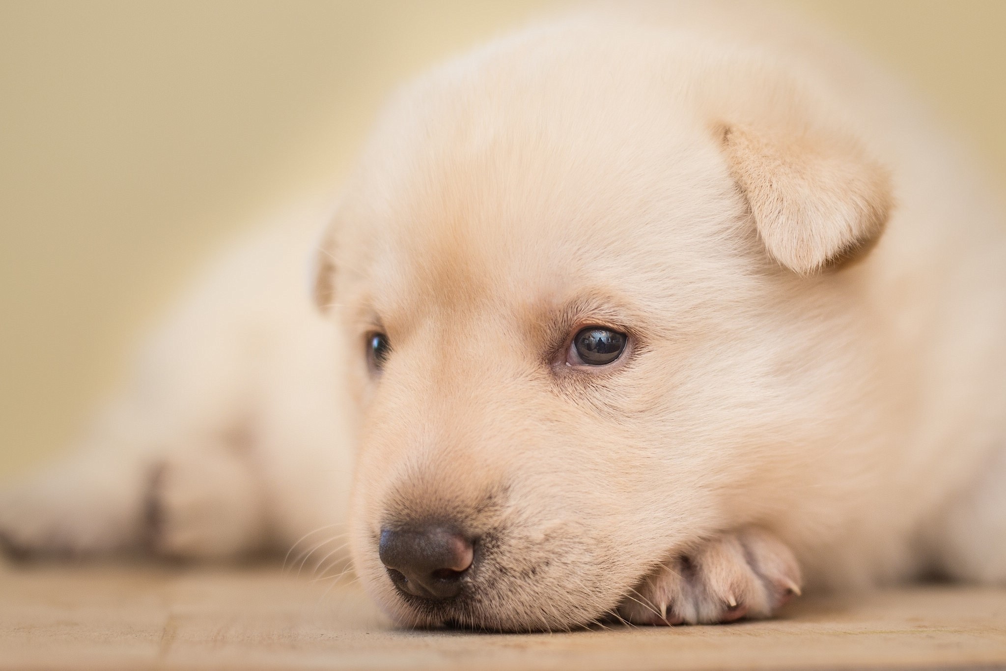 Close-up of a light-colored puppy lying down HD Wallpaper
