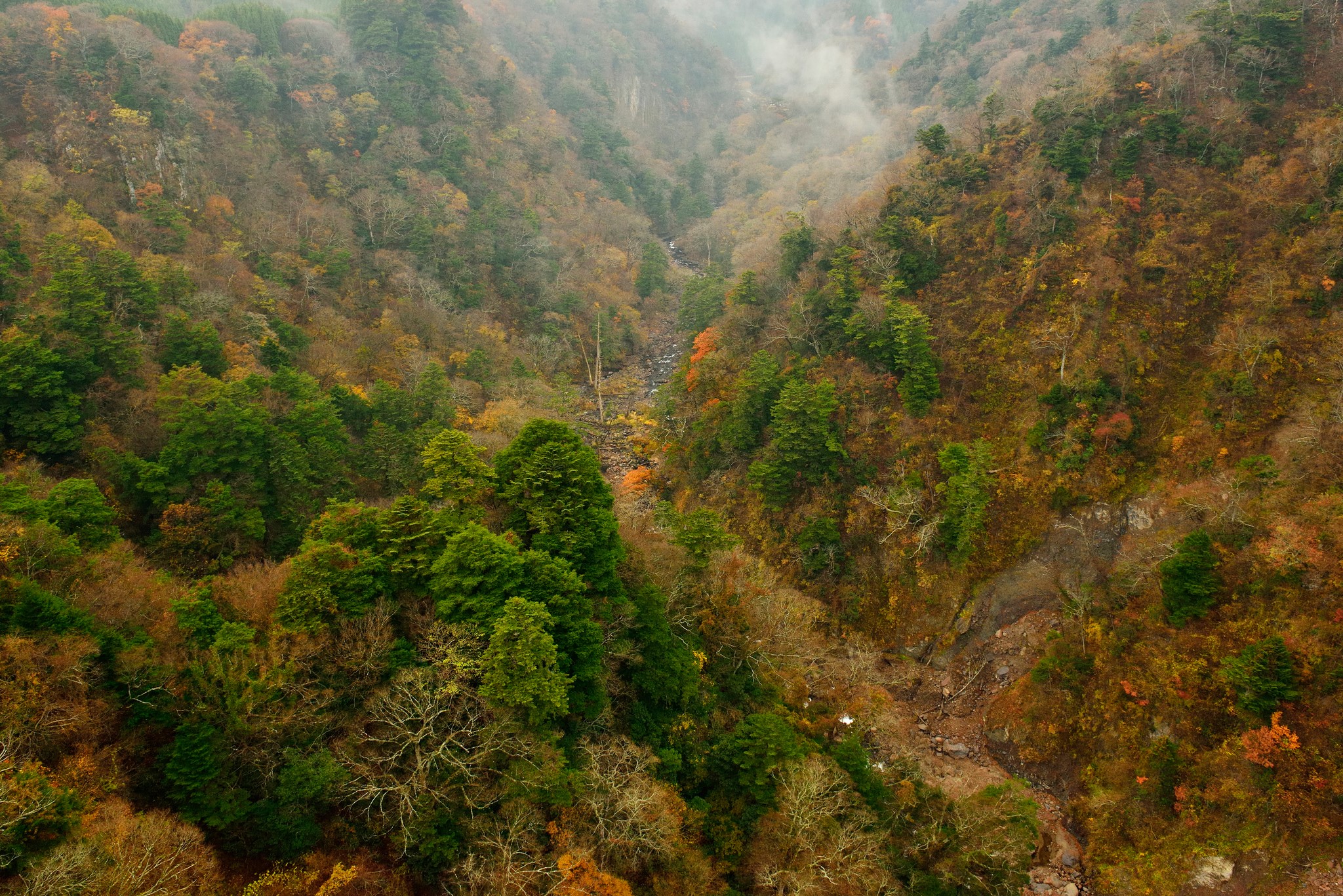 Autumn forest in a mountain valley HD Wallpaper