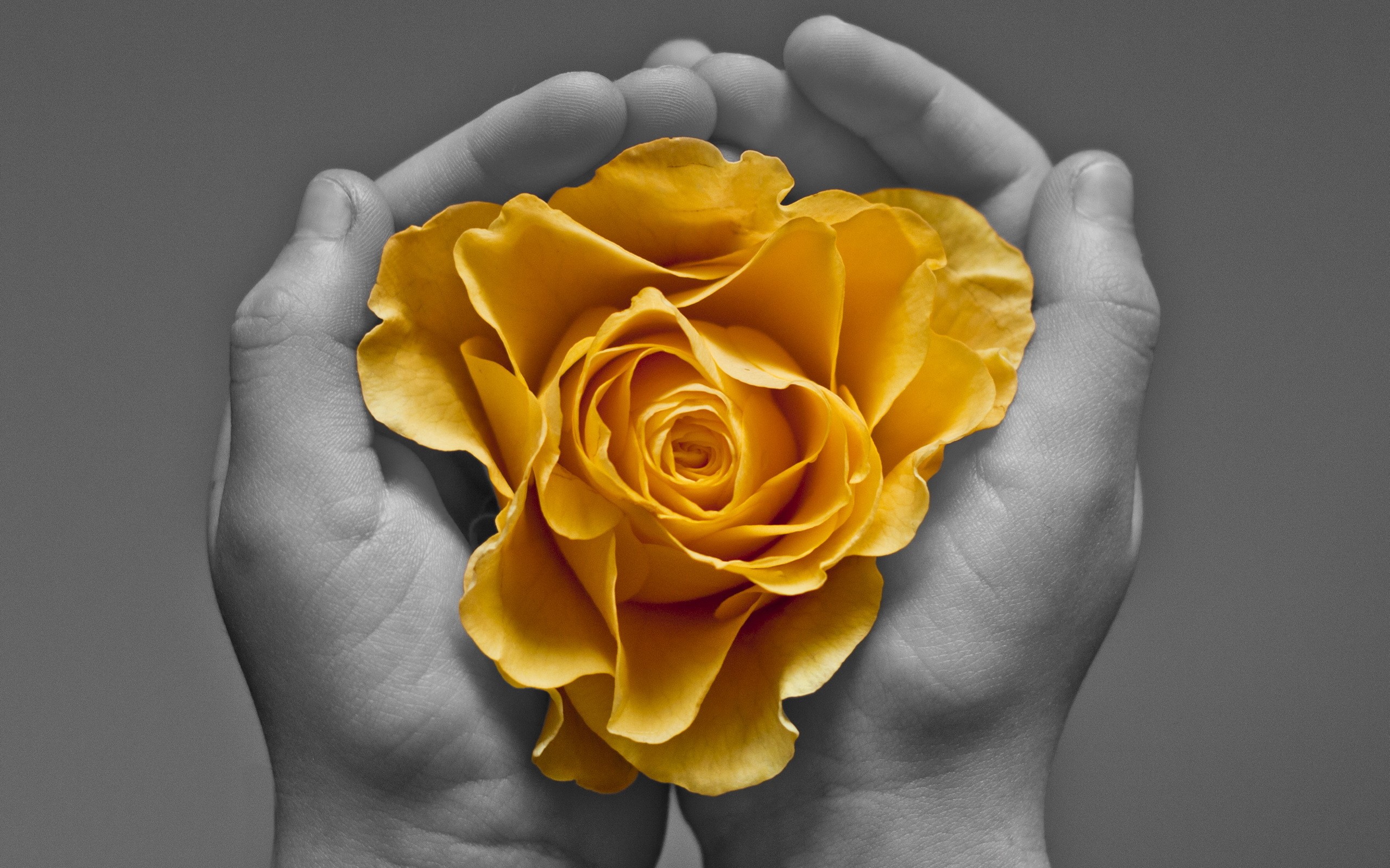 Yellow rose held in cupped hands HD Wallpaper