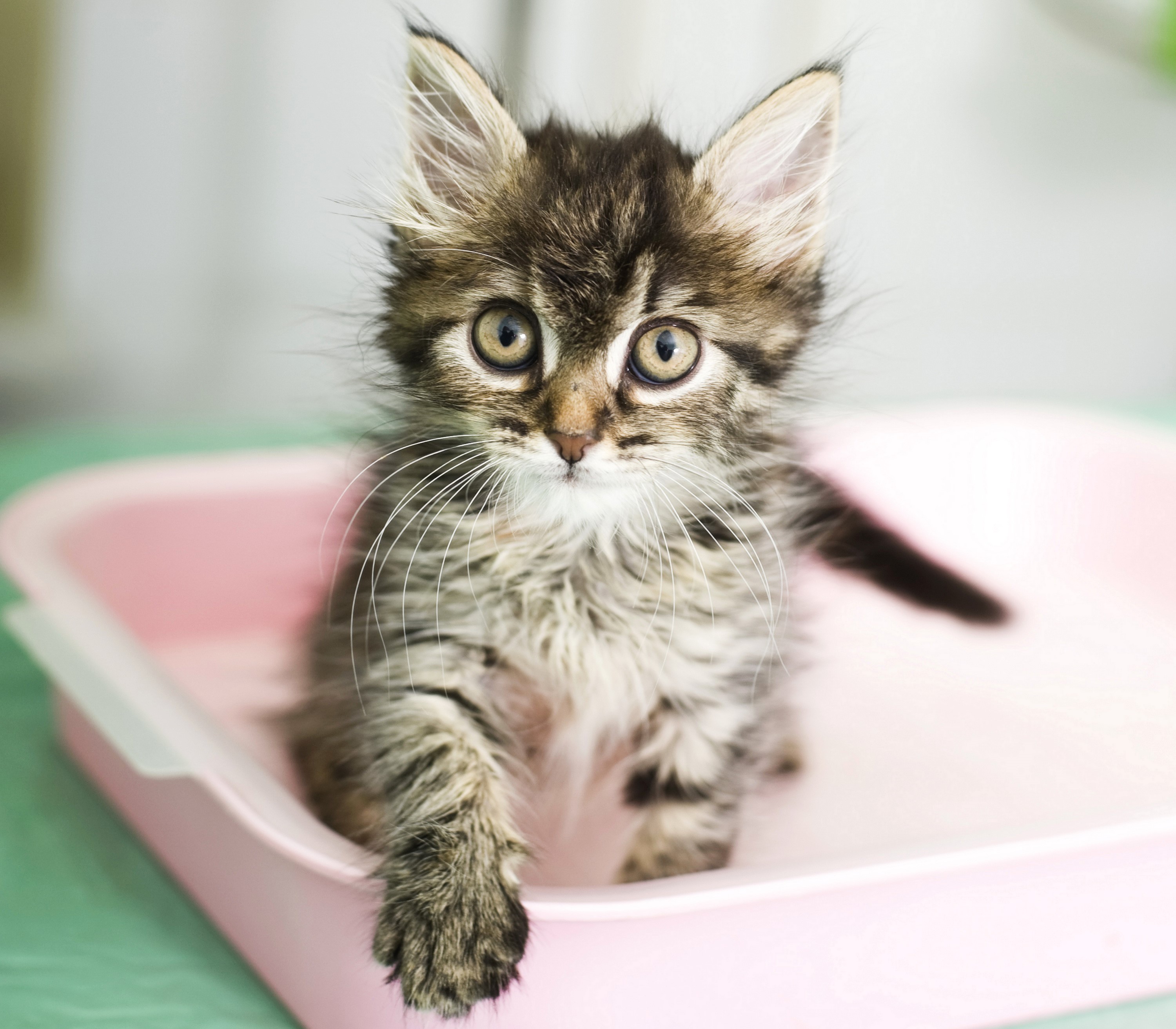 Tabby kitten sitting in a pink litter box HD Wallpaper