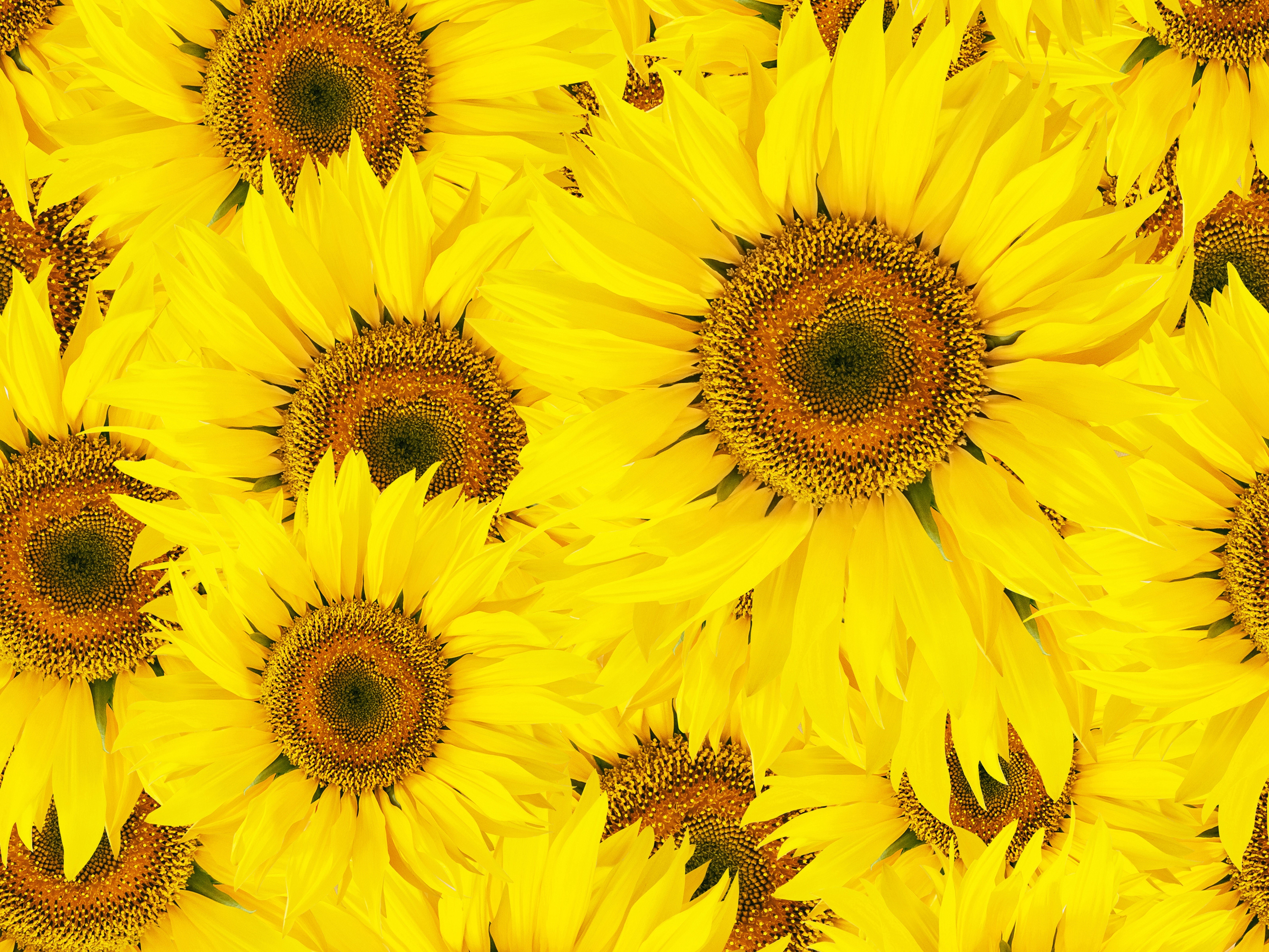 Sunflowers closeup HD Wallpaper