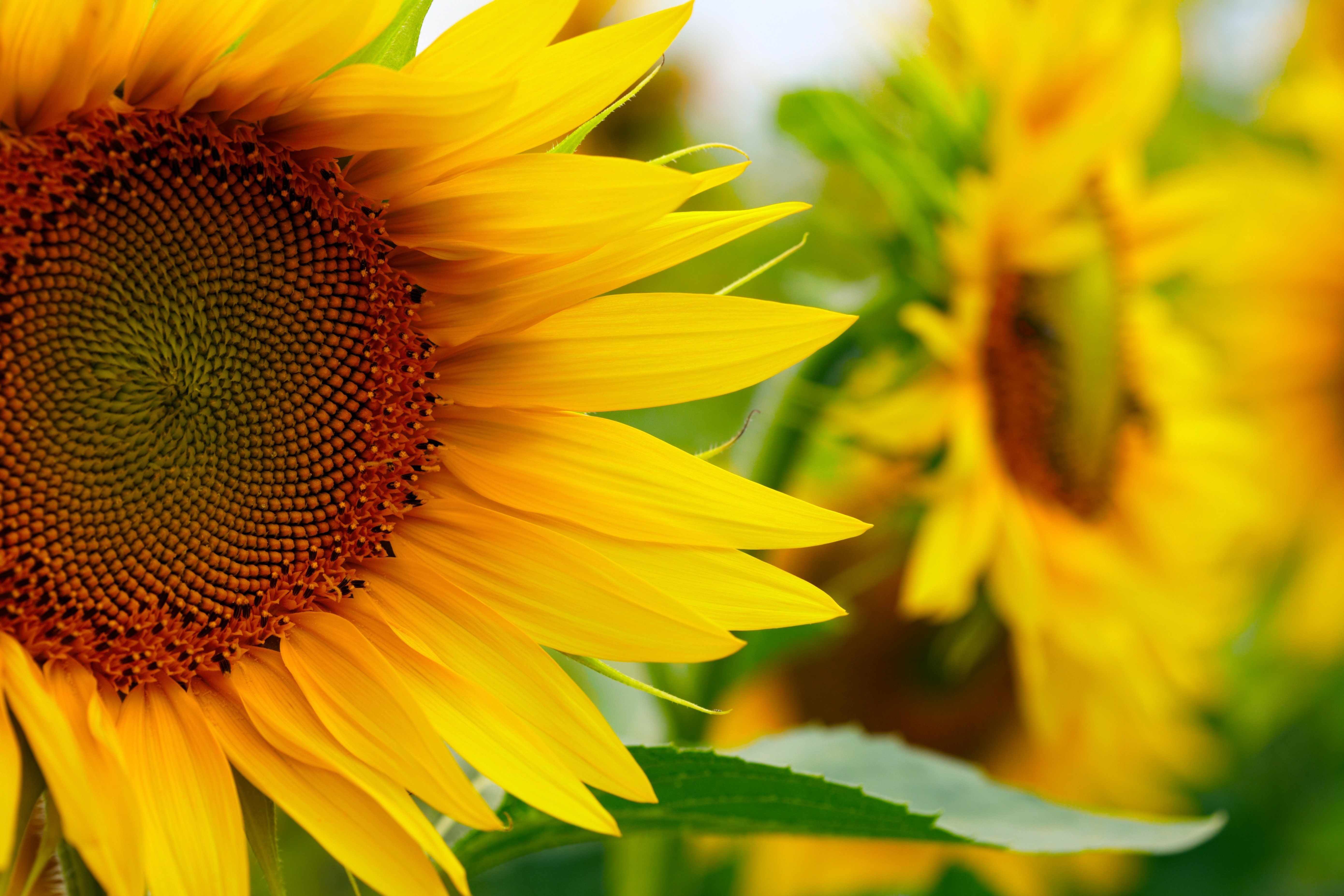 Sunflowers Closeup 4K HD Wallpaper