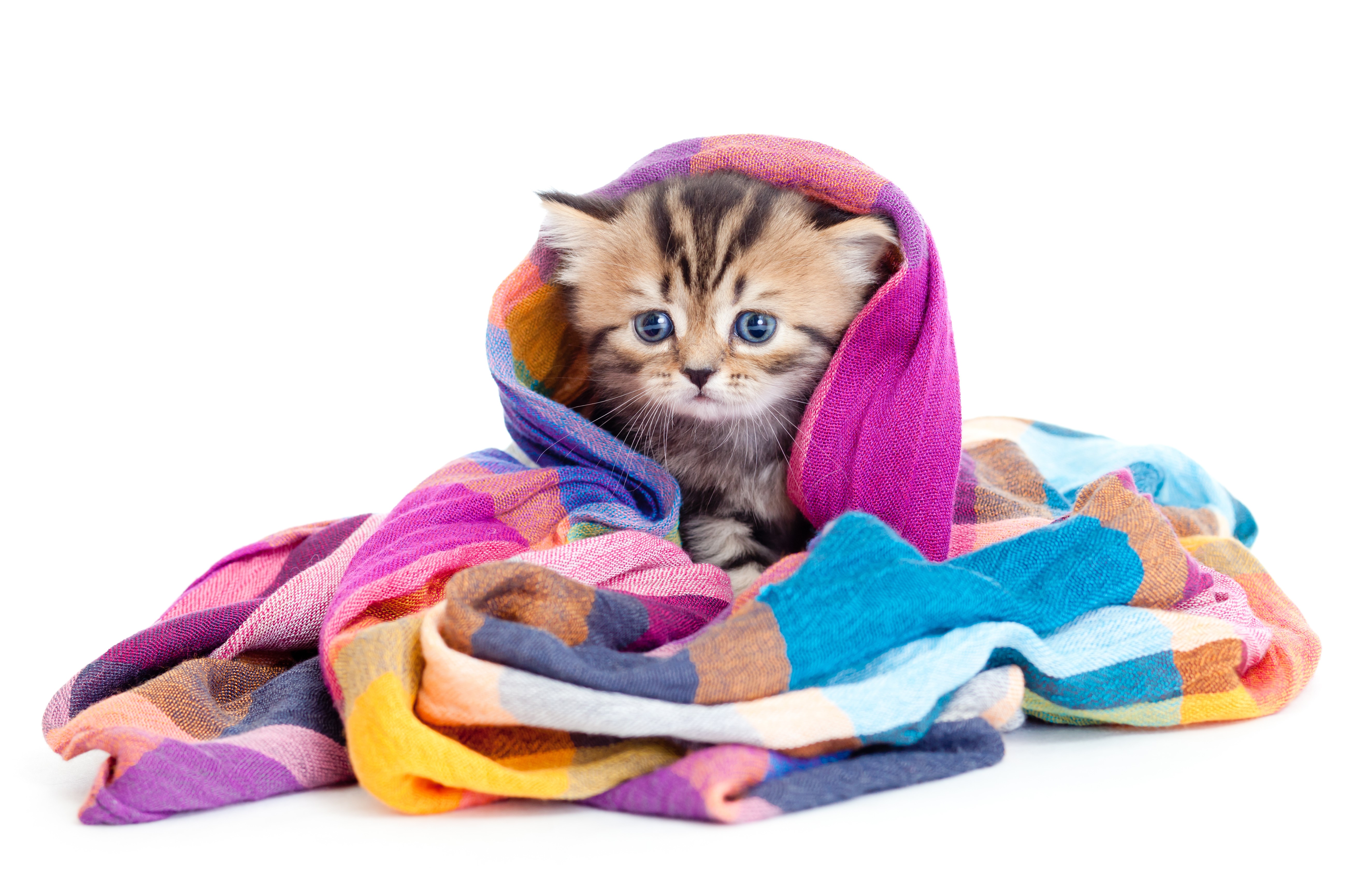 Kitten wrapped in a colorful blanket HD Wallpaper