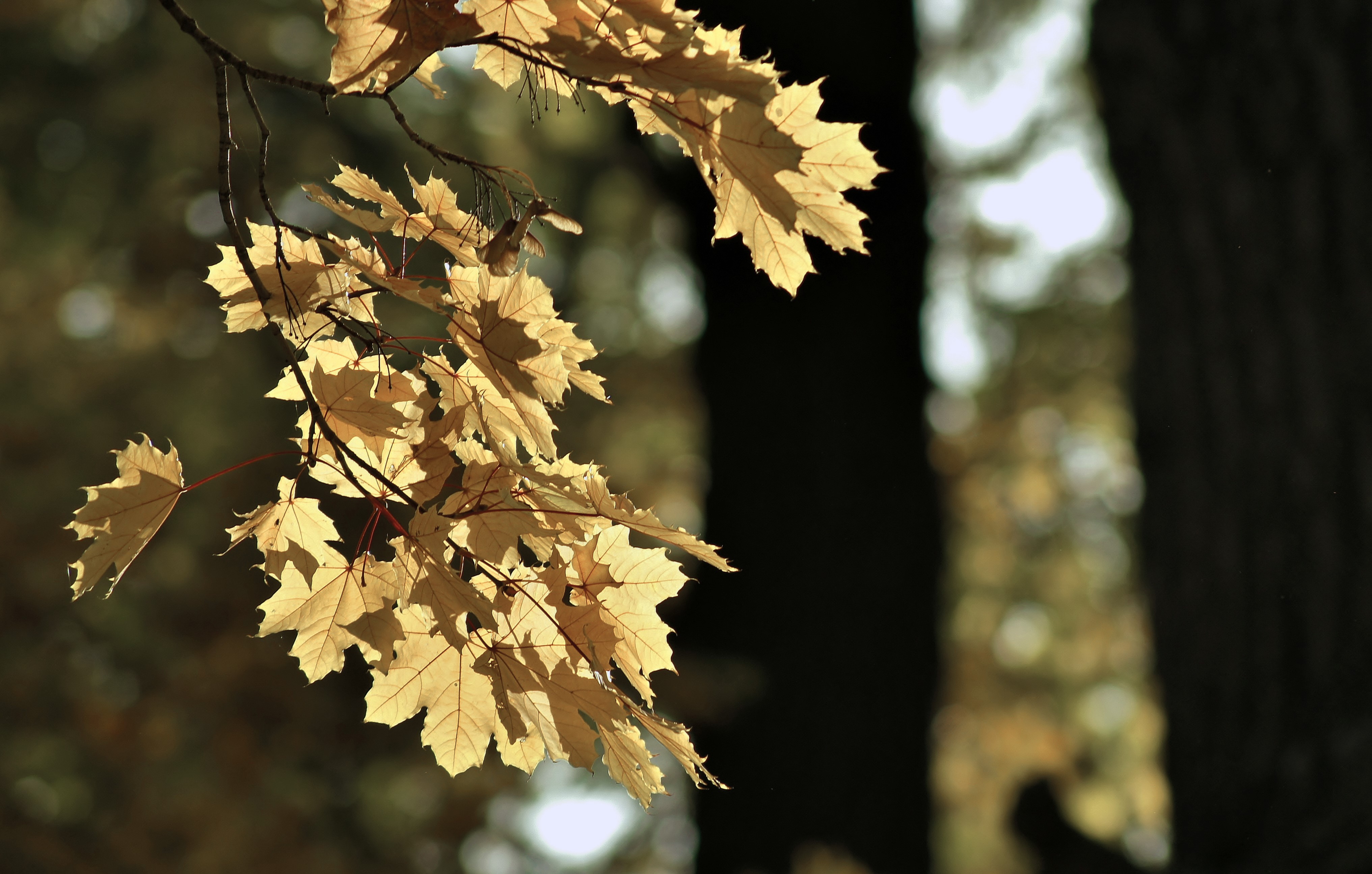 Autumn Maple Leaves on Branches HD Wallpaper