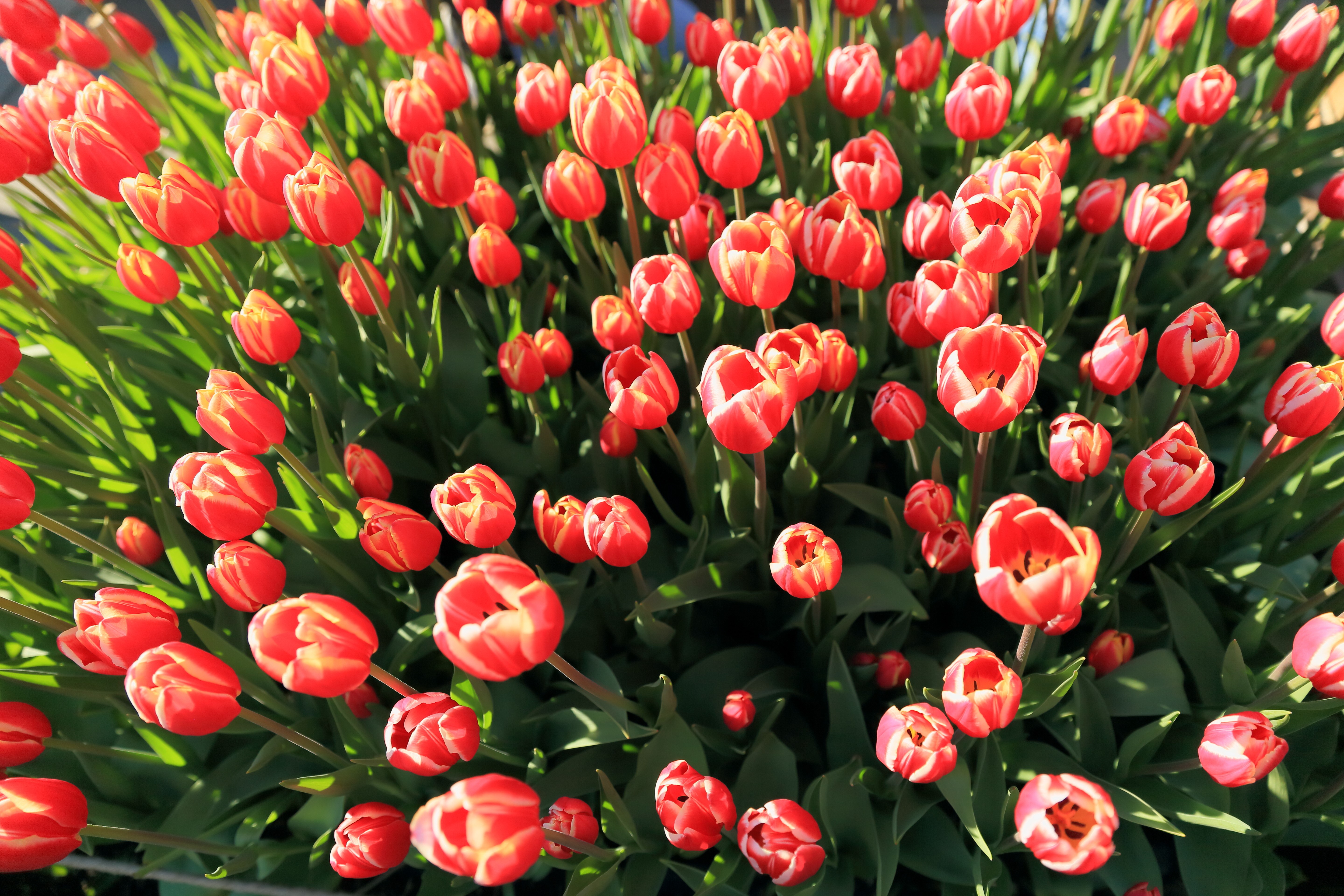 Many red and yellow tulips HD Wallpaper
