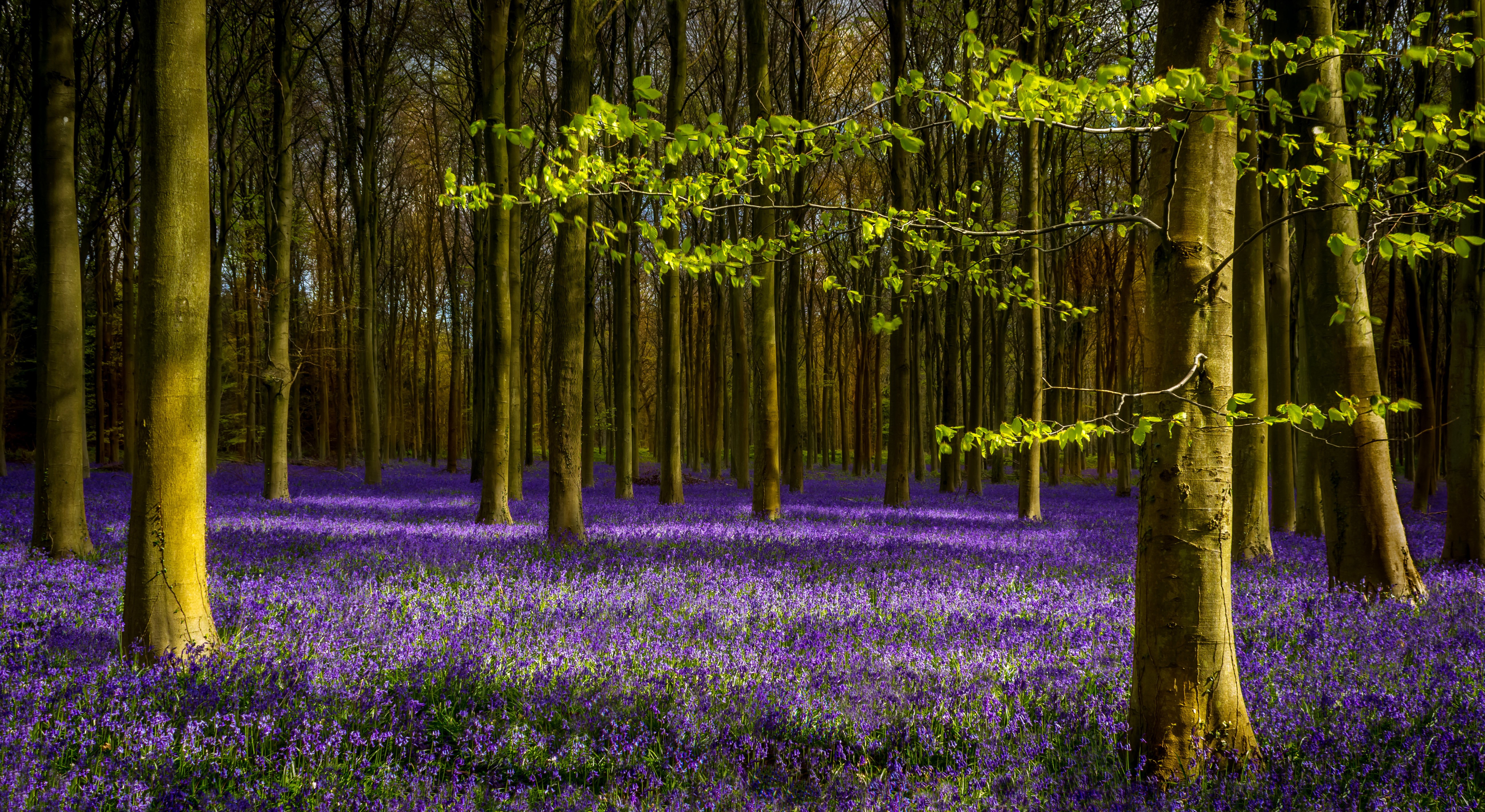Forest floor covered in bluebells with trees HD Wallpaper