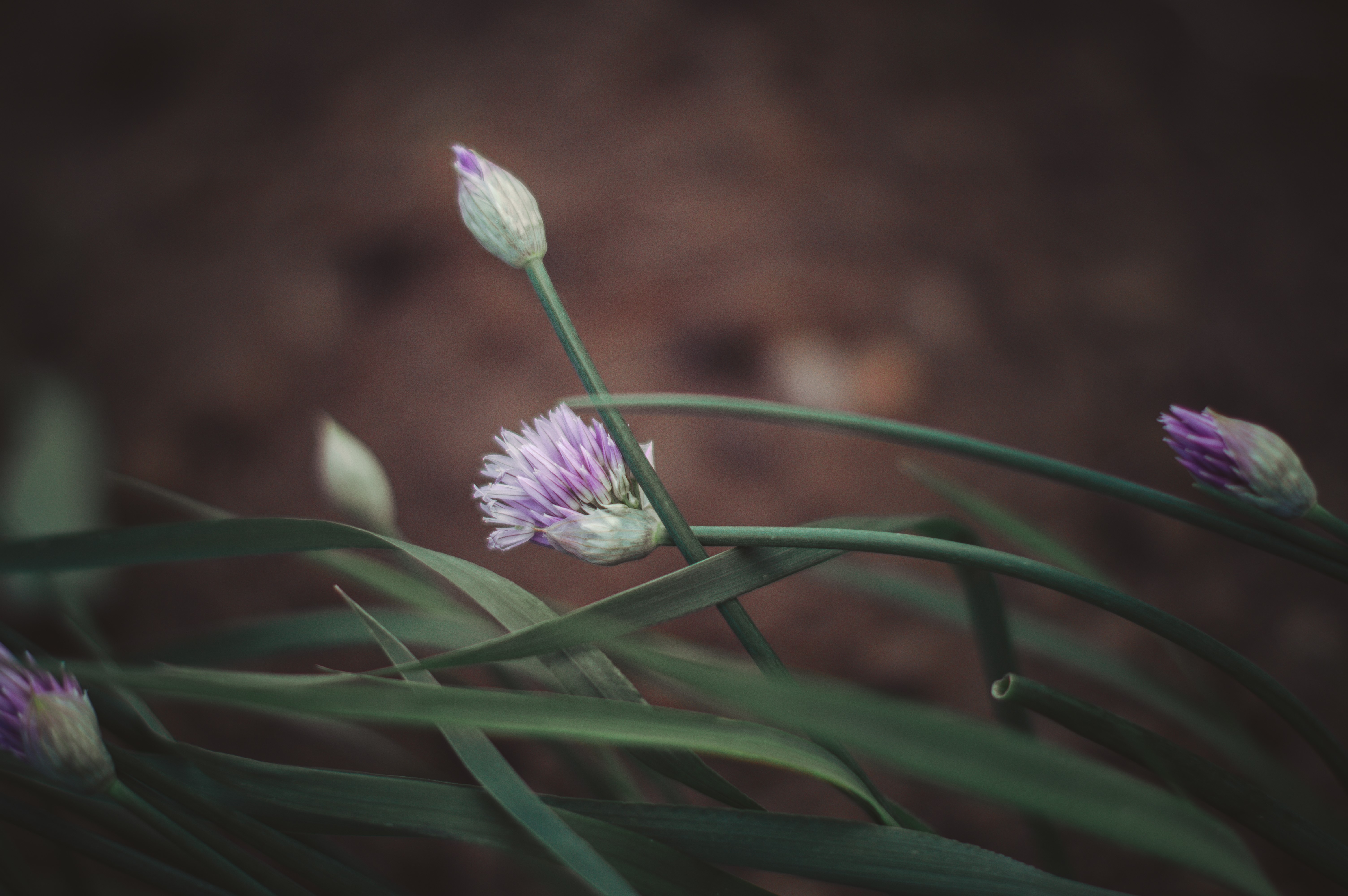 Chives flower buds and leaves HD Wallpaper