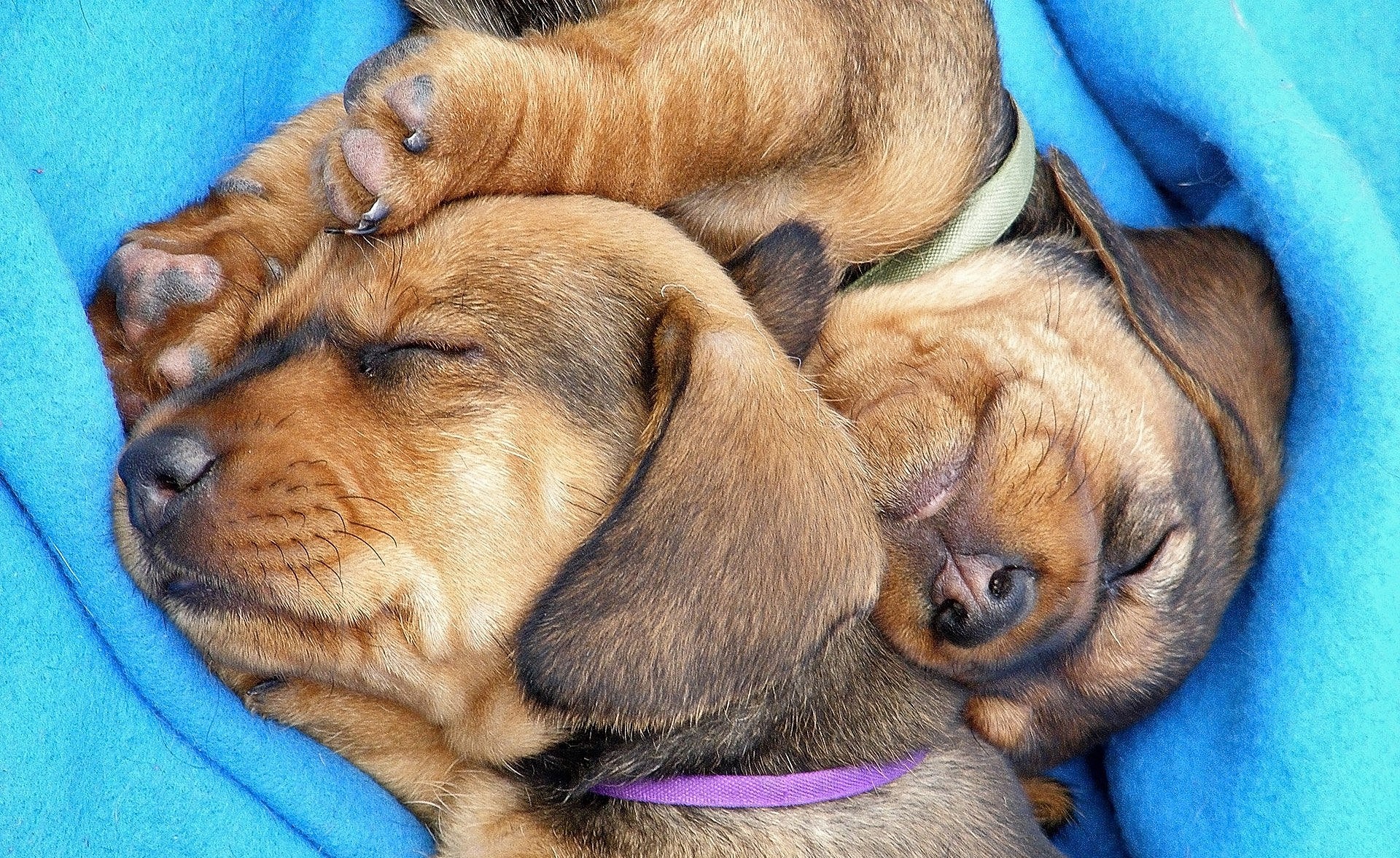 Two Dachshund puppies sleeping on a blue blanket HD Wallpaper