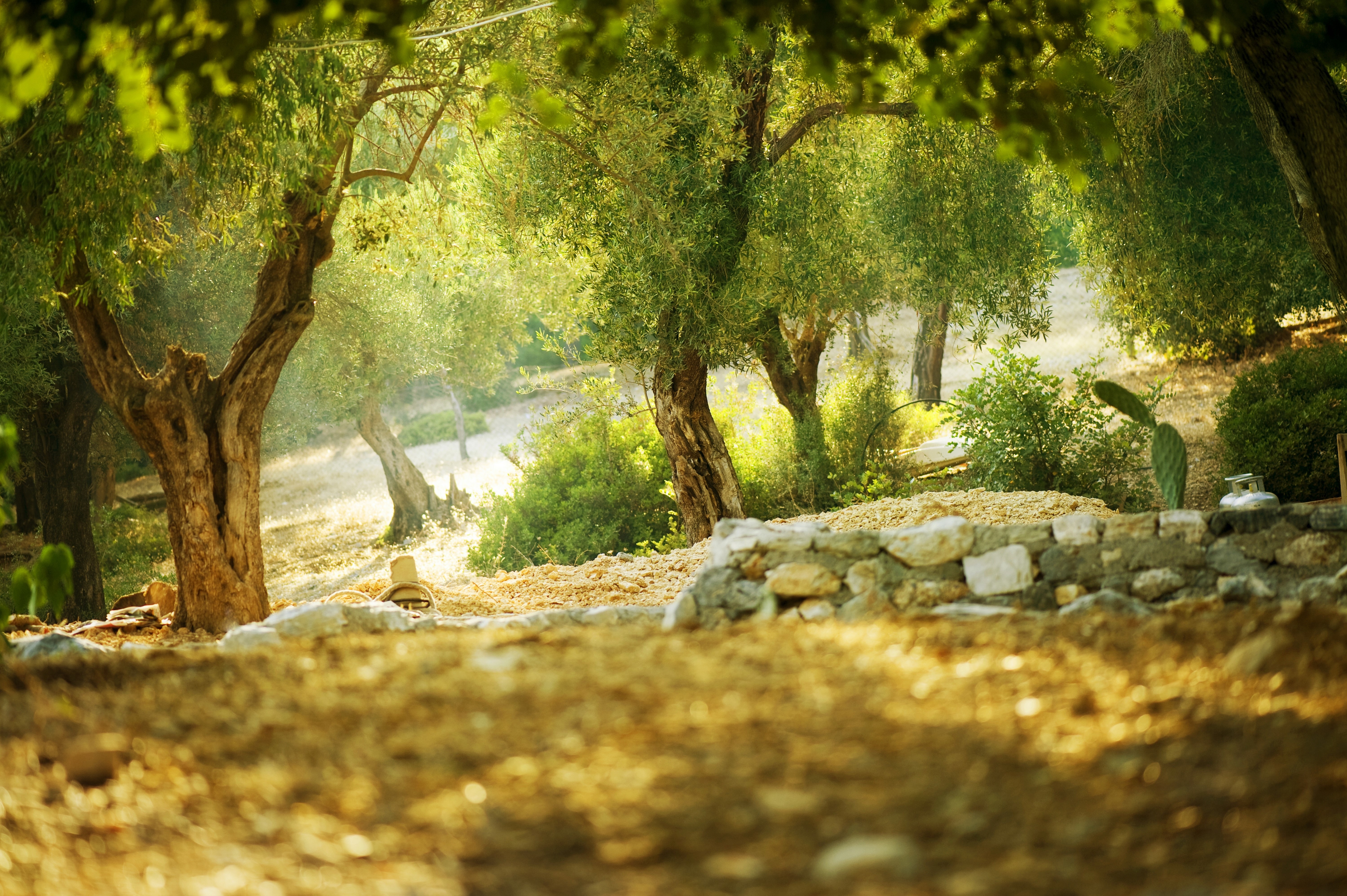 Olive trees in a sunlit grove HD Wallpaper