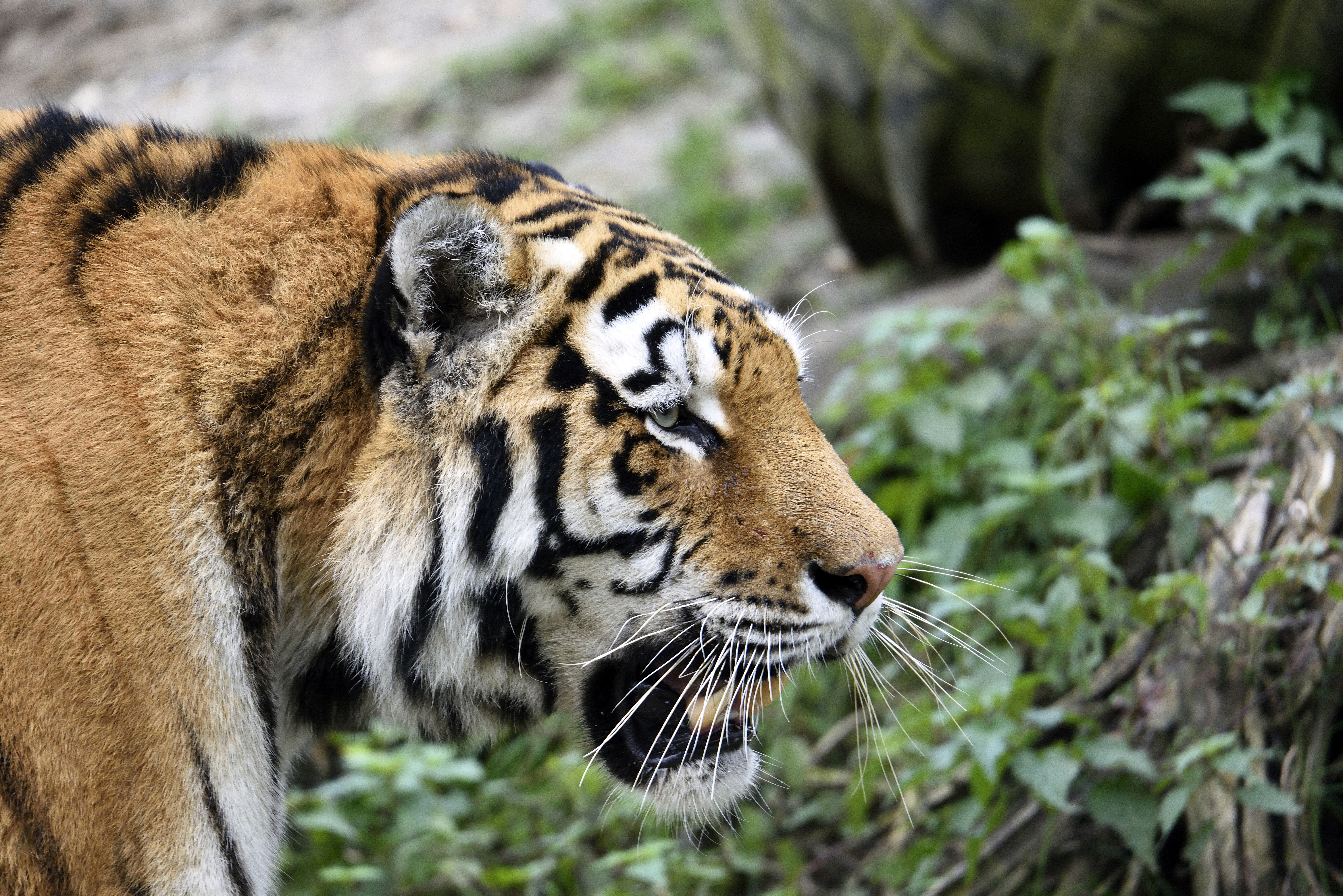 Tiger with open mouth and whiskers HD Wallpaper