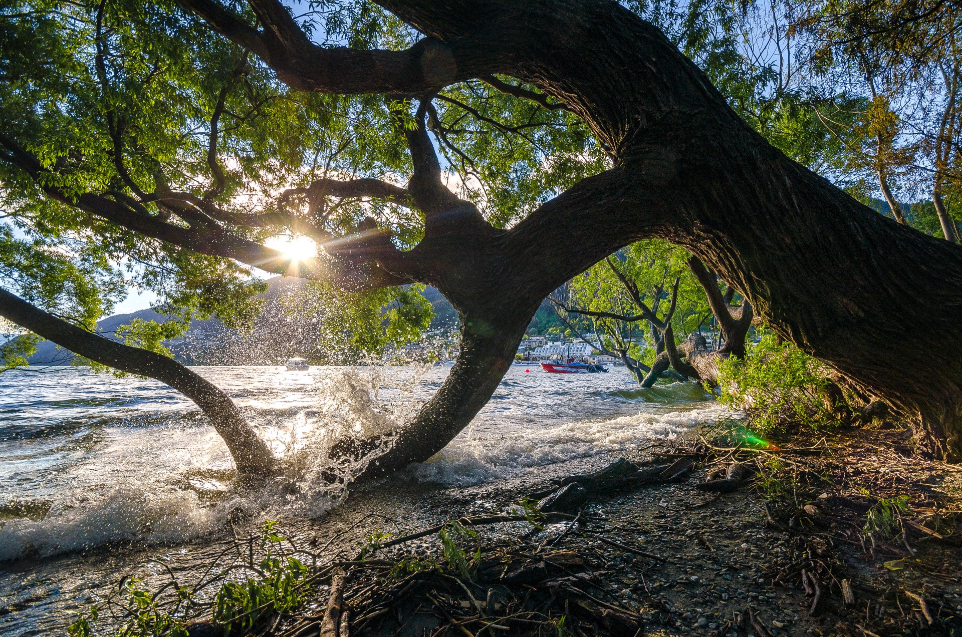 Waves crashing on a tree by the lake with sun rays HD Wallpaper