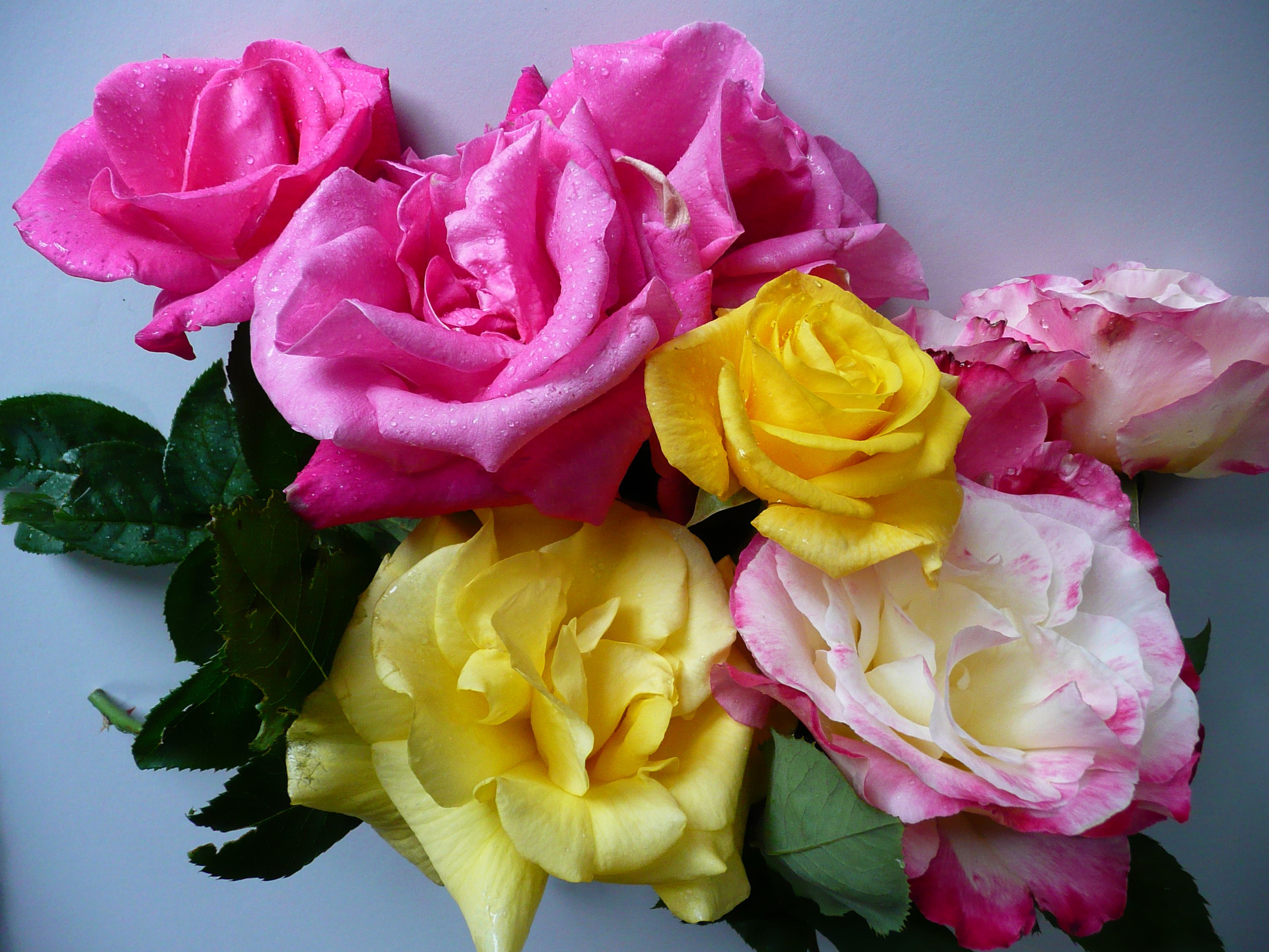 Bouquet of pink, yellow, and white roses with water droplets HD Wallpaper