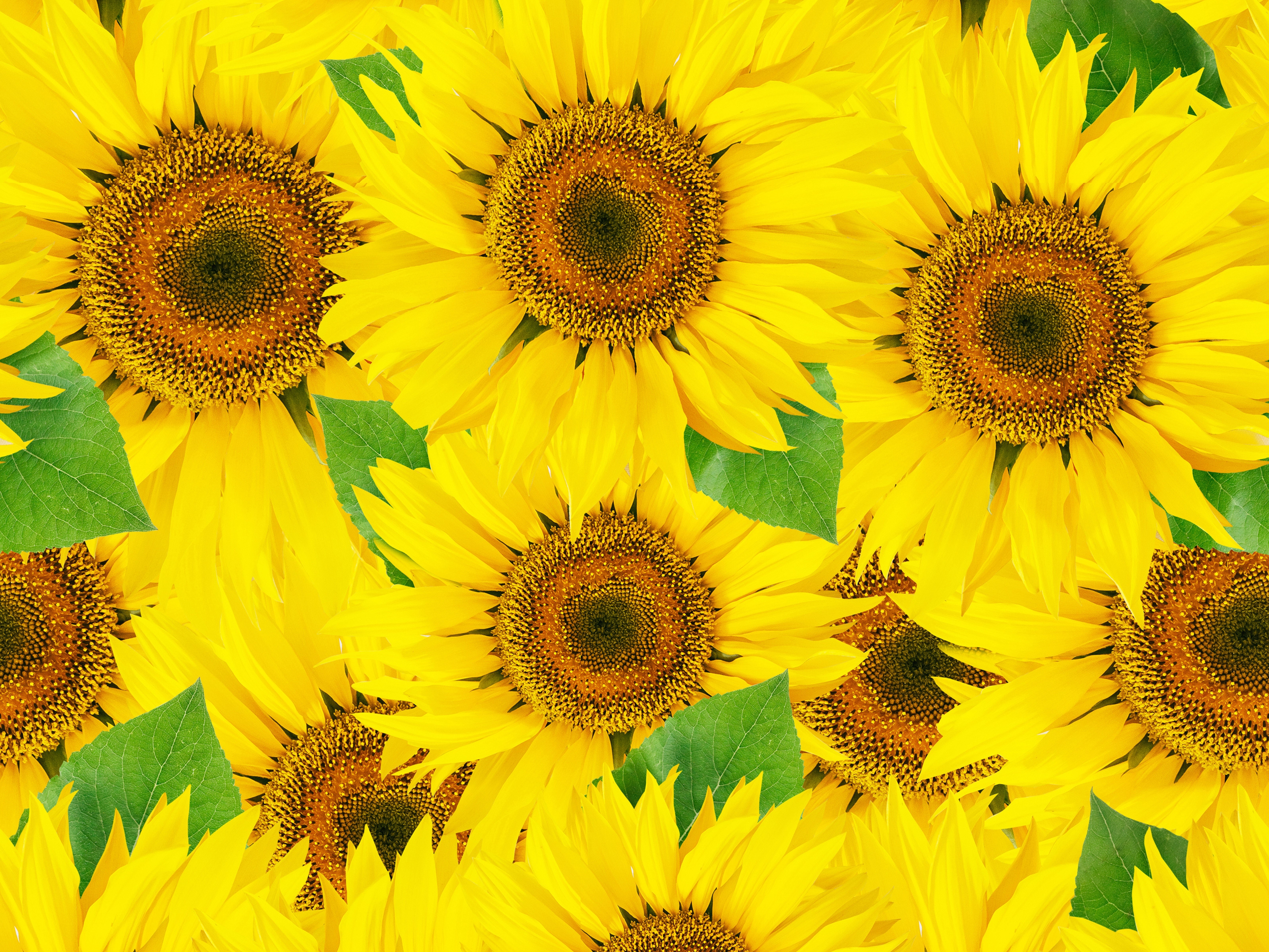 Sunflowers Closeup Yellow HD Wallpaper
