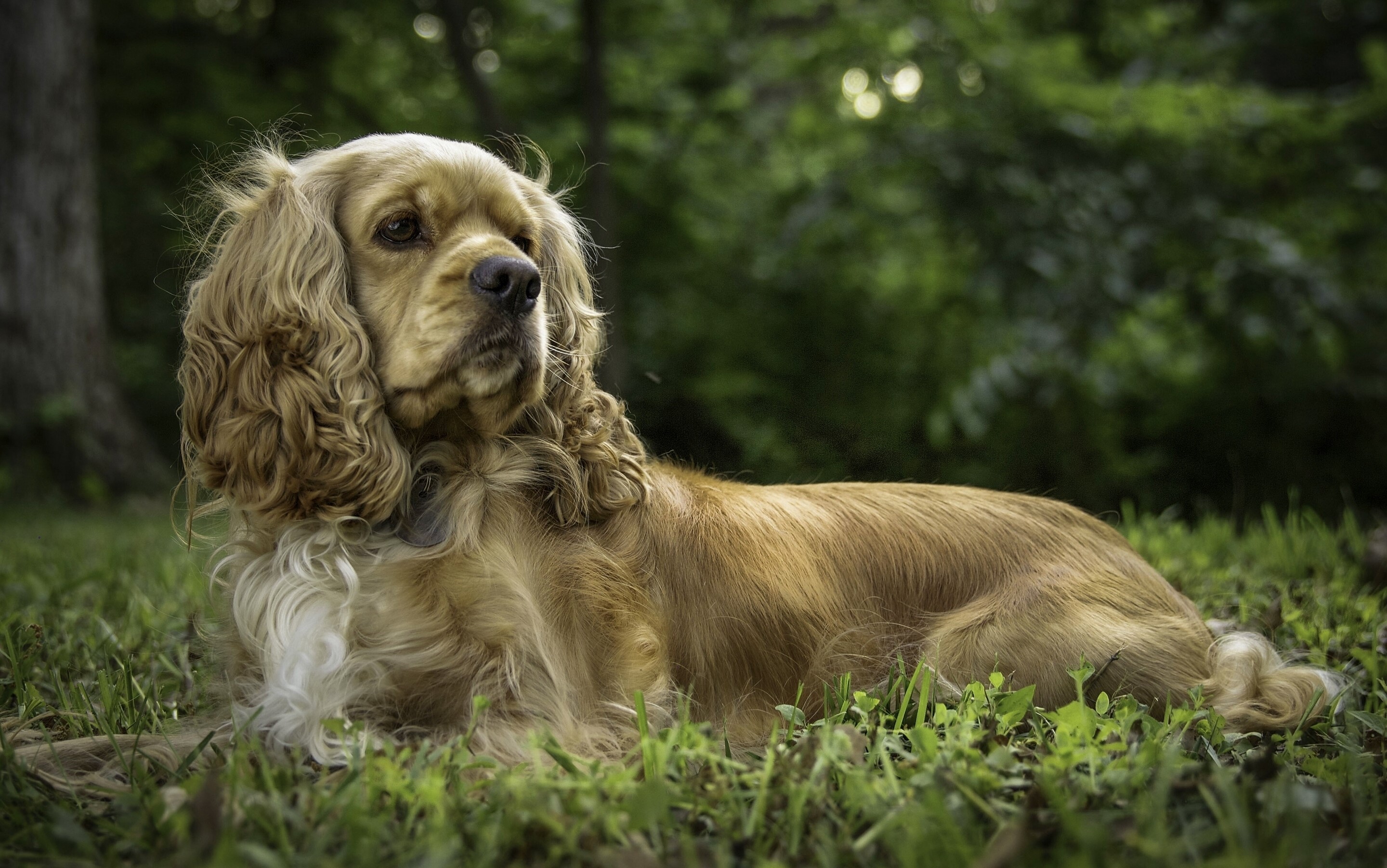 Golden Cocker Spaniel dog lying on grass HD Wallpaper
