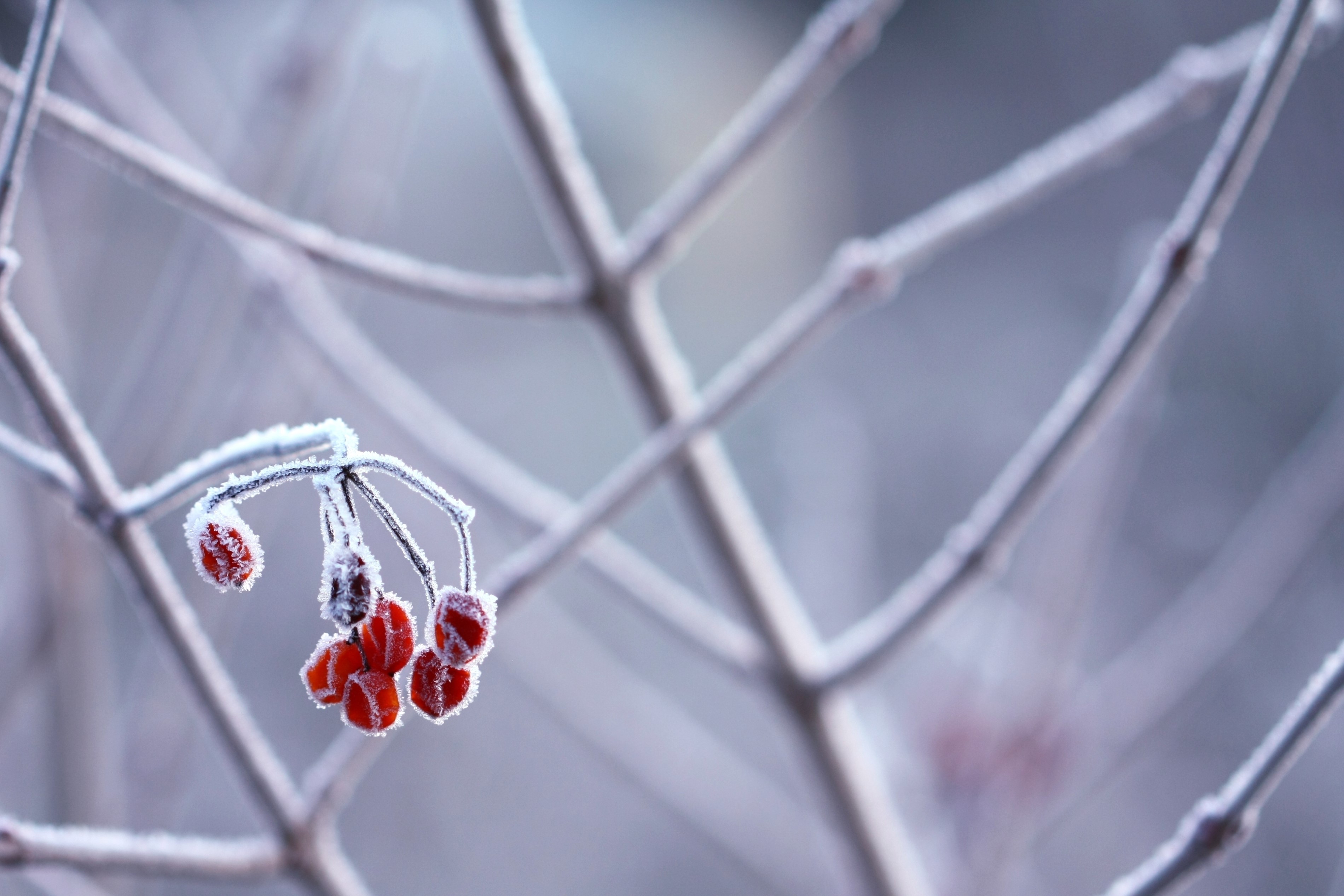 Frozen red berries on frosted branches in winter HD Wallpaper