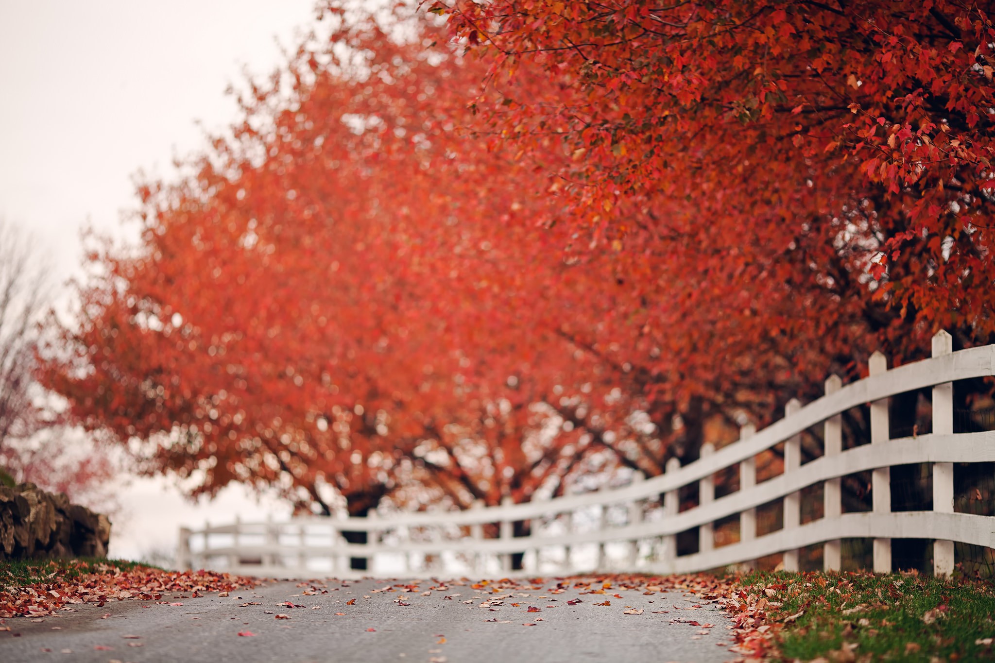 Autumn Road Lined with Red Trees and White Fence HD Wallpaper